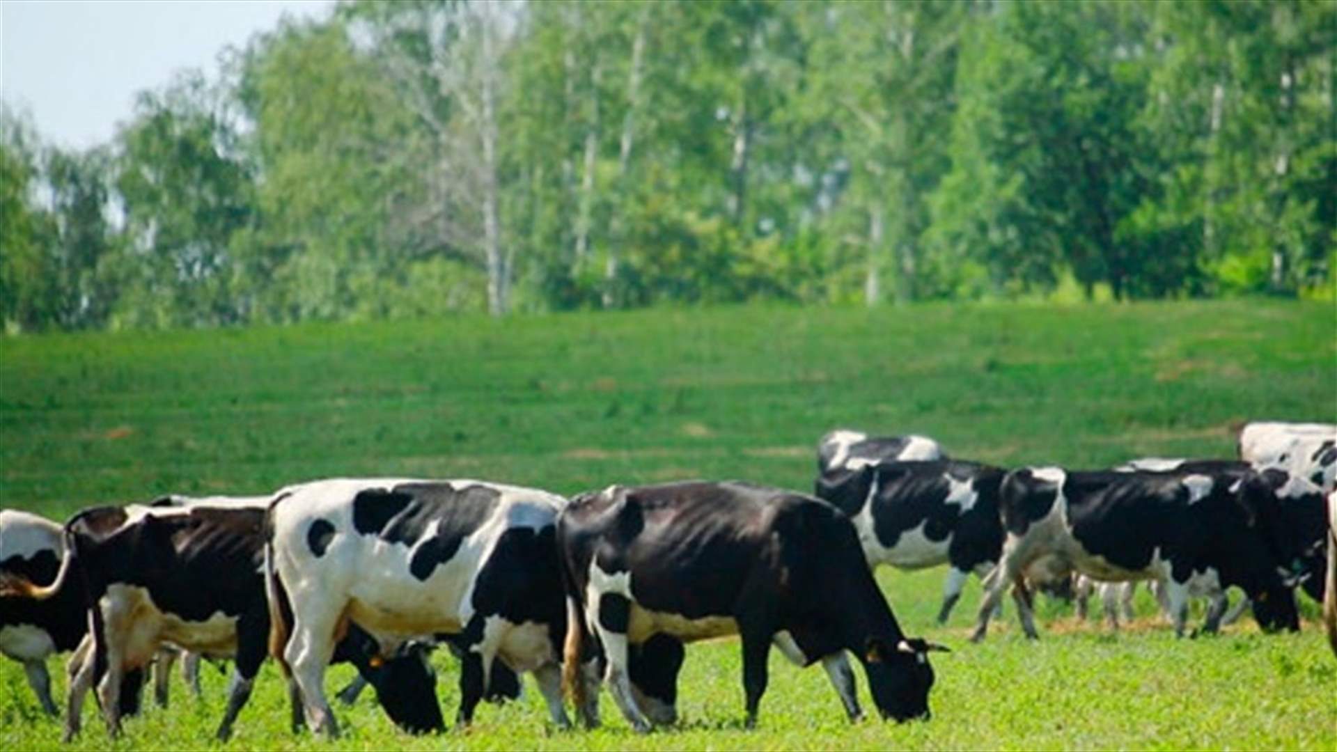 في حادث مأساوي وغريب... قطيع أبقار يقتل مسناً في بريطانيا
