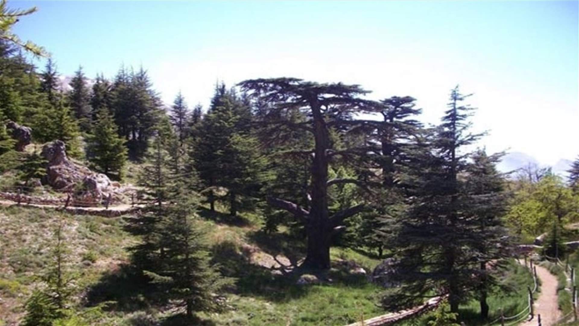 فتح أبواب محمية غابة الأرز طيلة أيام الأسبوع