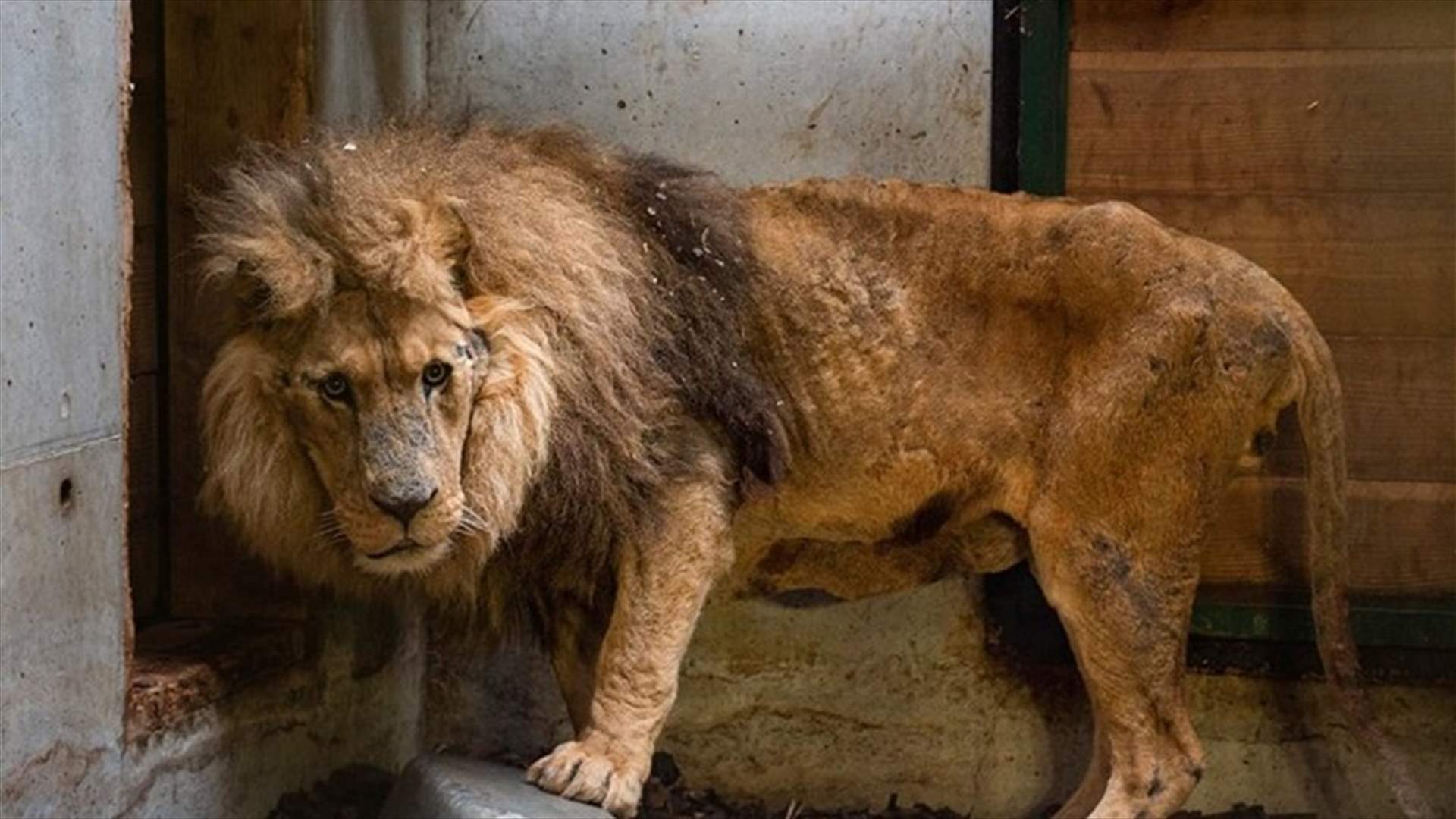الشرطة تنقذ أسداً هزيلاً في سيرك فرنسي