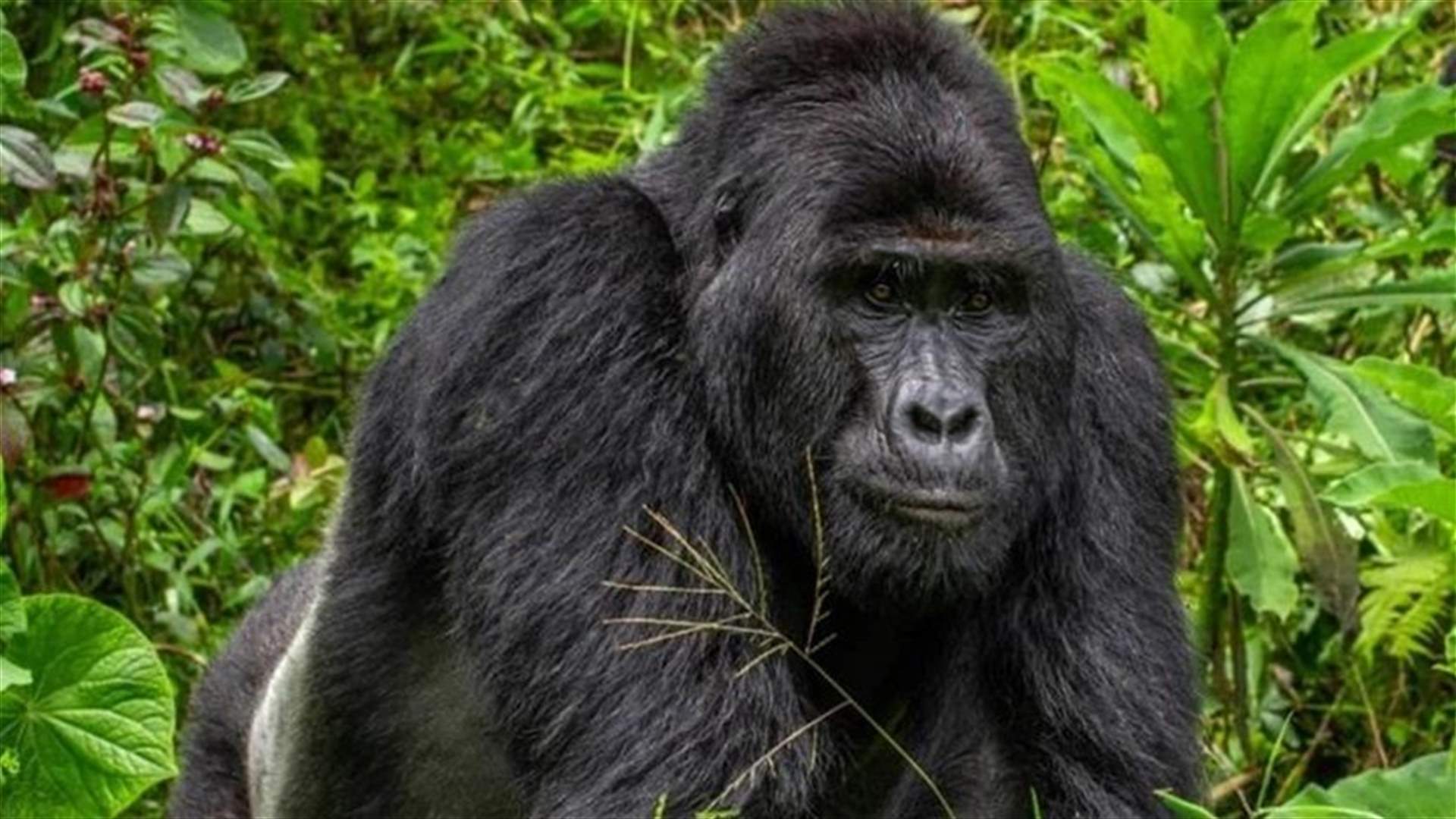 Popular 25-year-old Ugandan gorilla killed at UNESCO park