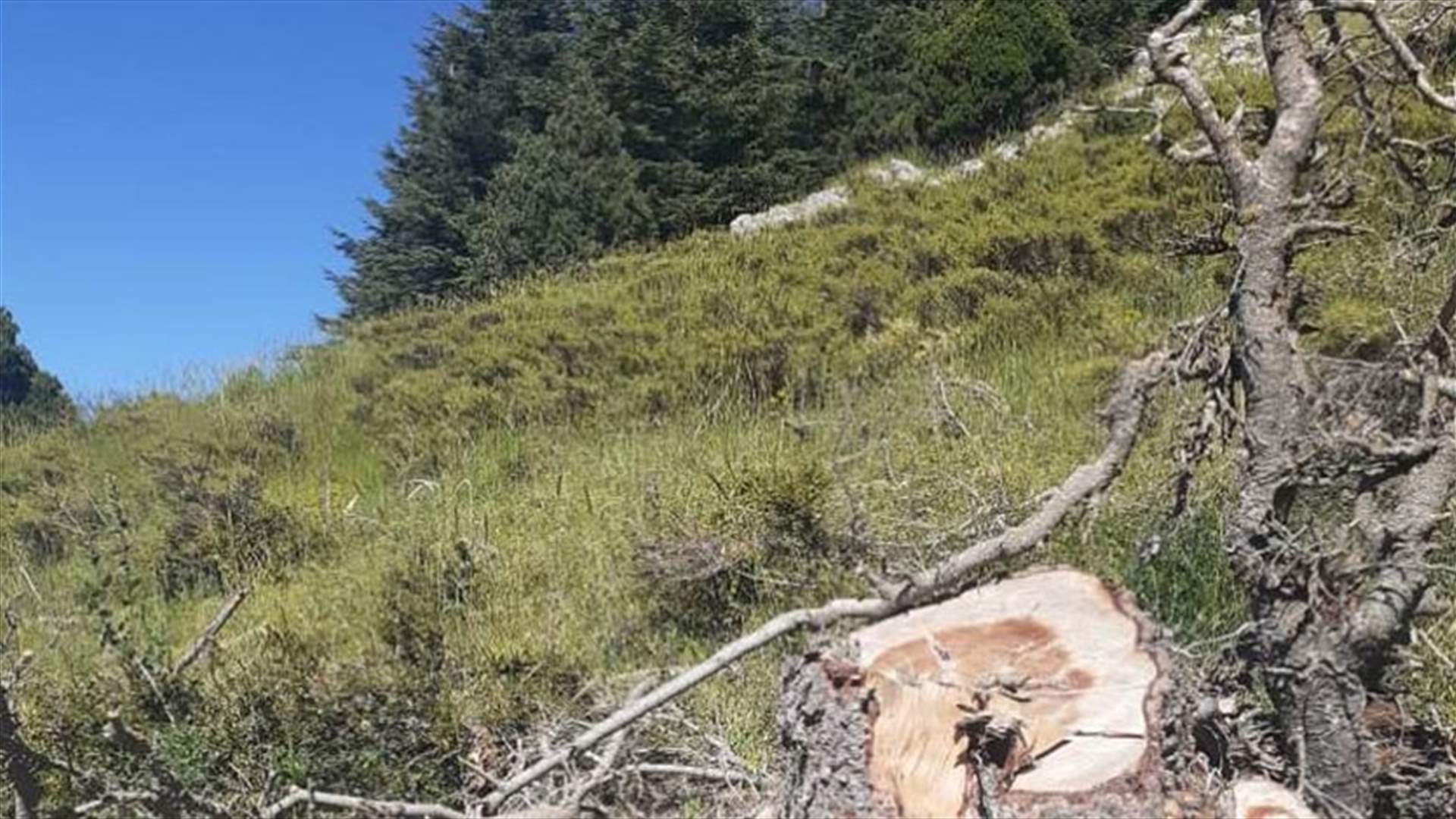 مجزرة بيئية في أعالي جرد حرار...