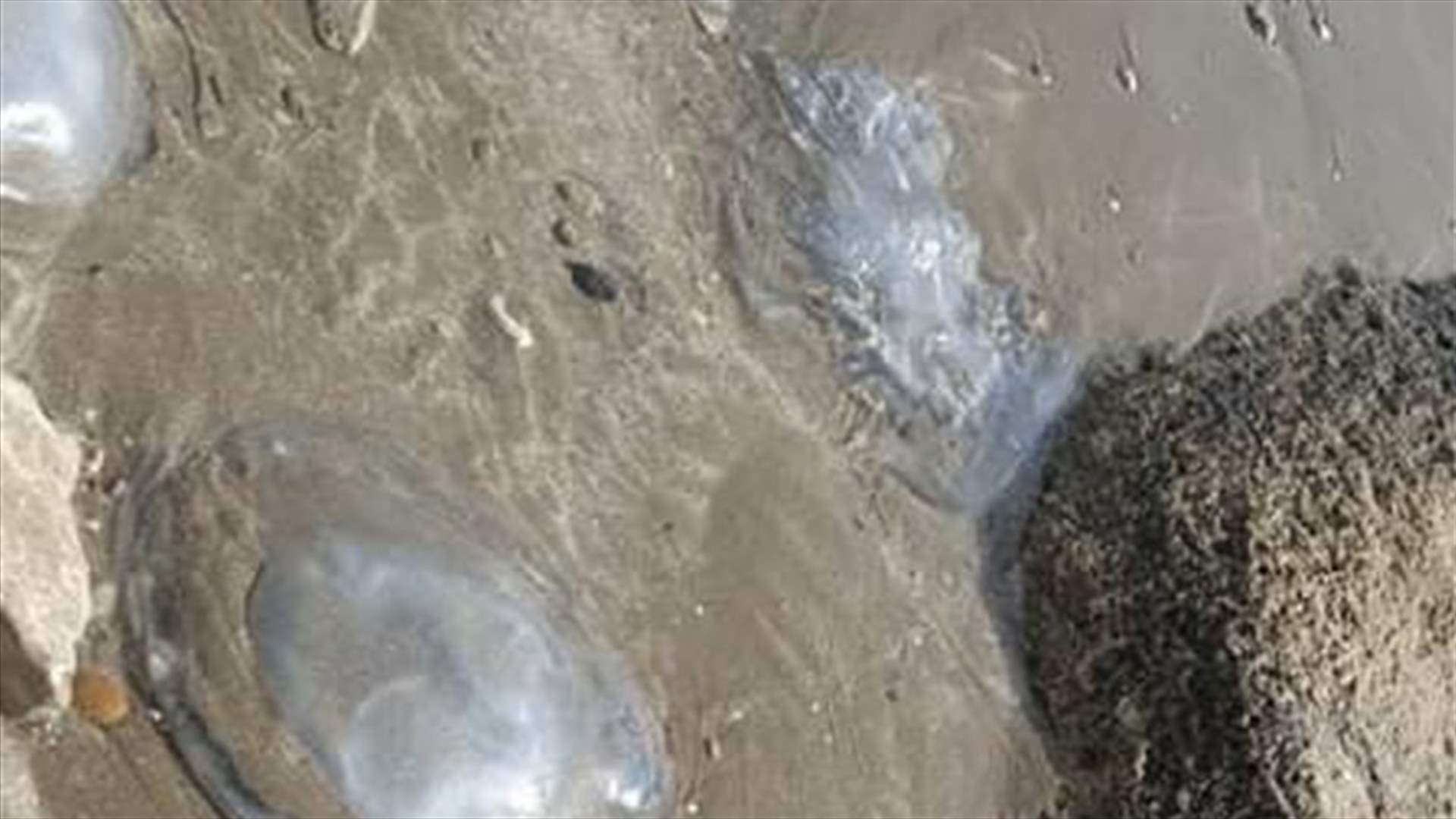 القناديل البحرية تنتشر بكميات كبيرة في بحر صيدا