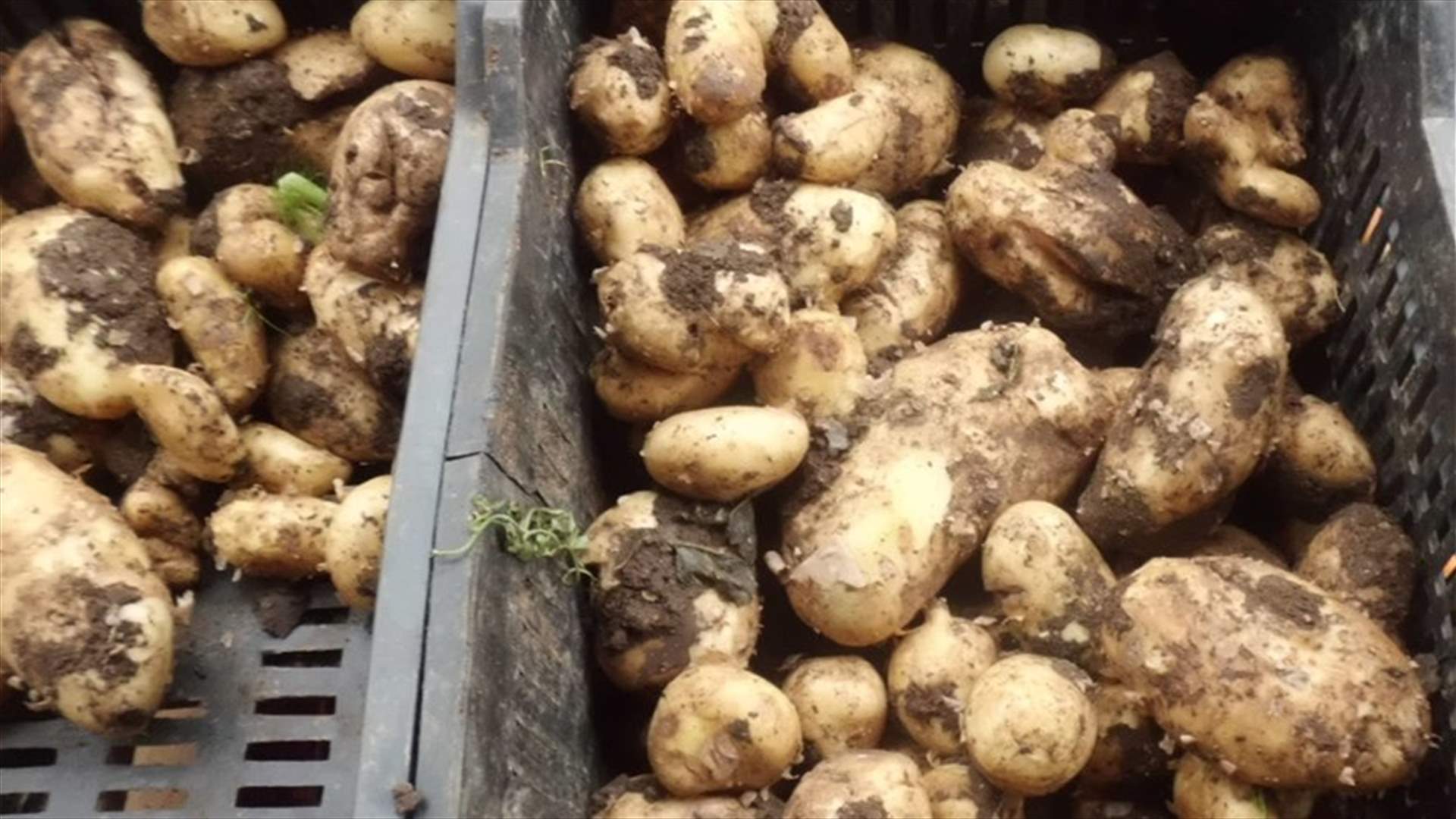 الترشيشي دعا مزارعي البطاطا للتوقف عن البيع للسوق المحلي غدا
