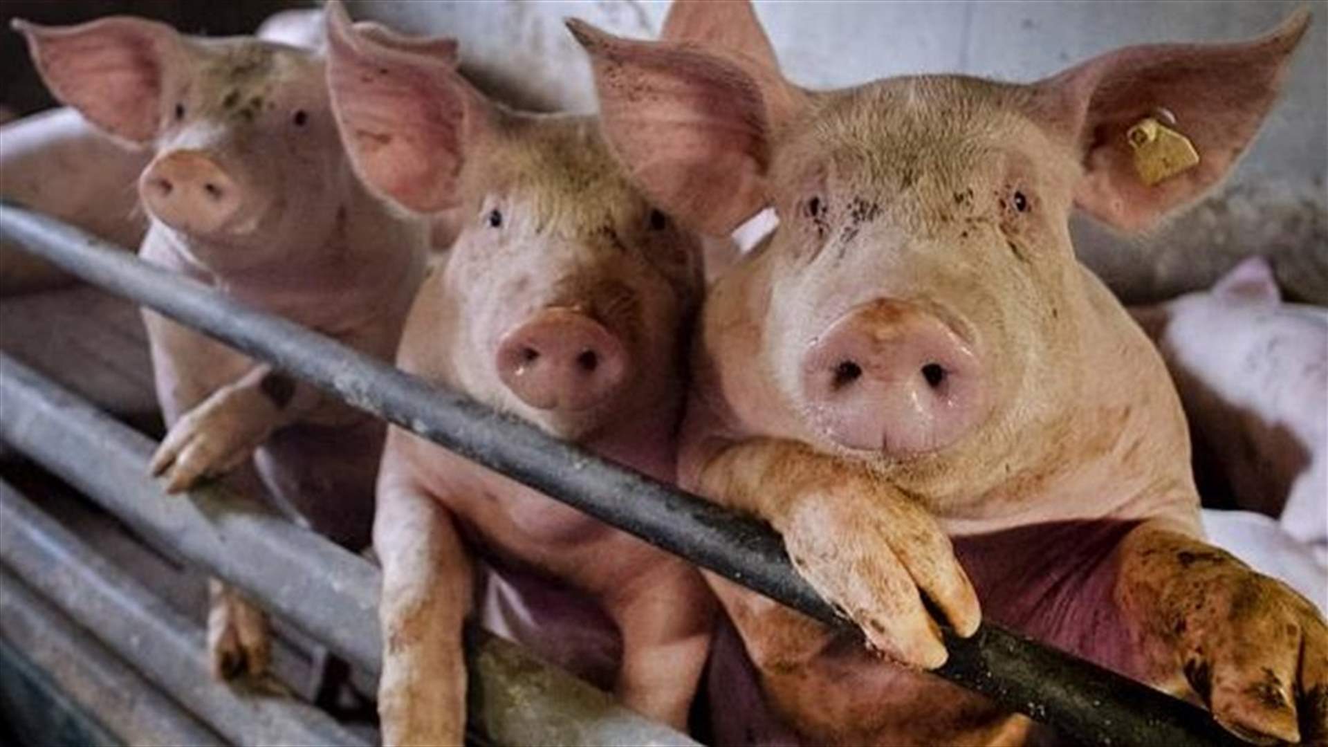 China says G4 swine flu virus not new; does not infect humans easily