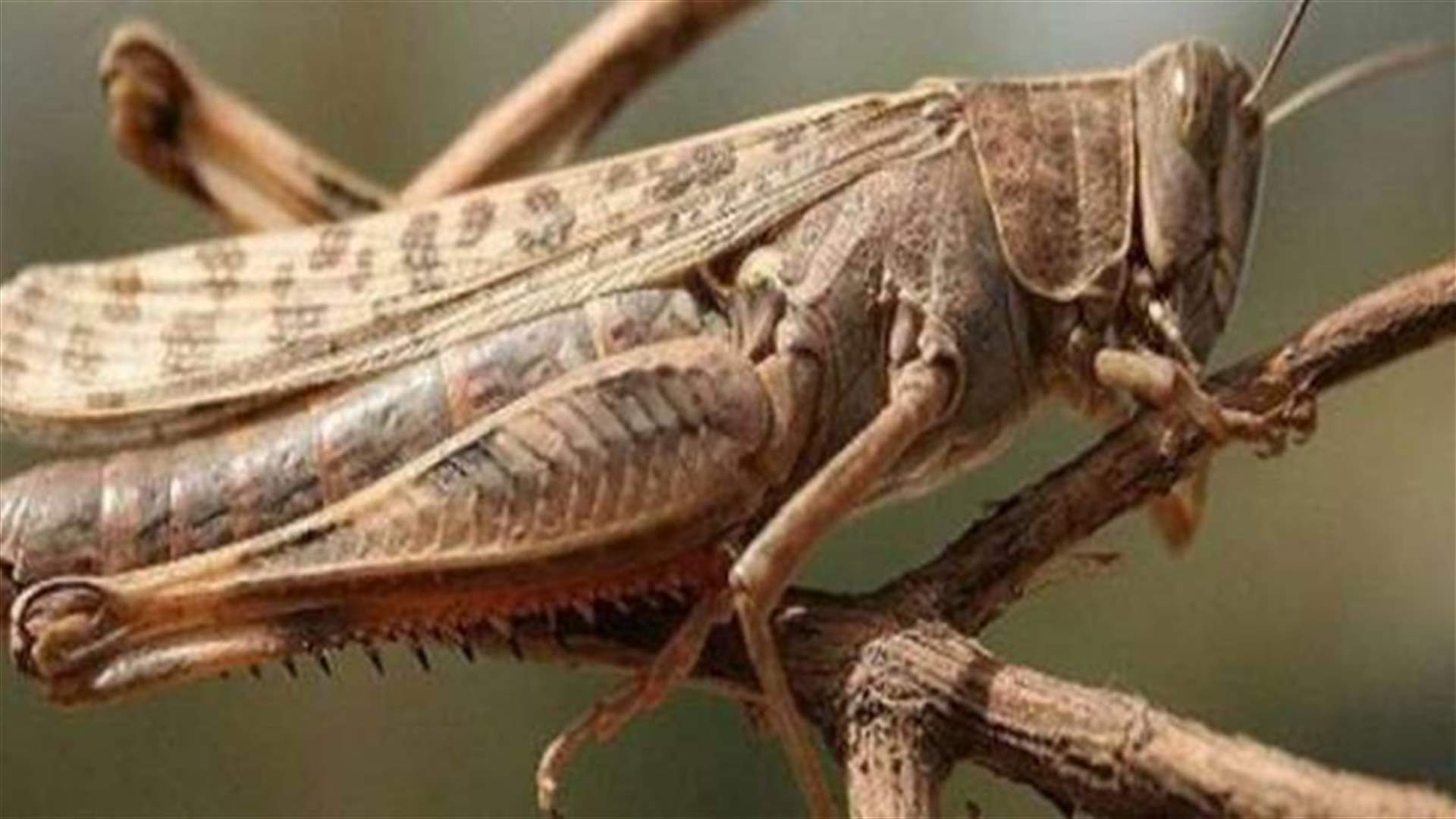 بعد ظهور الجراد في ساحل كسروان... ماذا تقول  مصلحة الأبحاث العلمية الزراعية؟