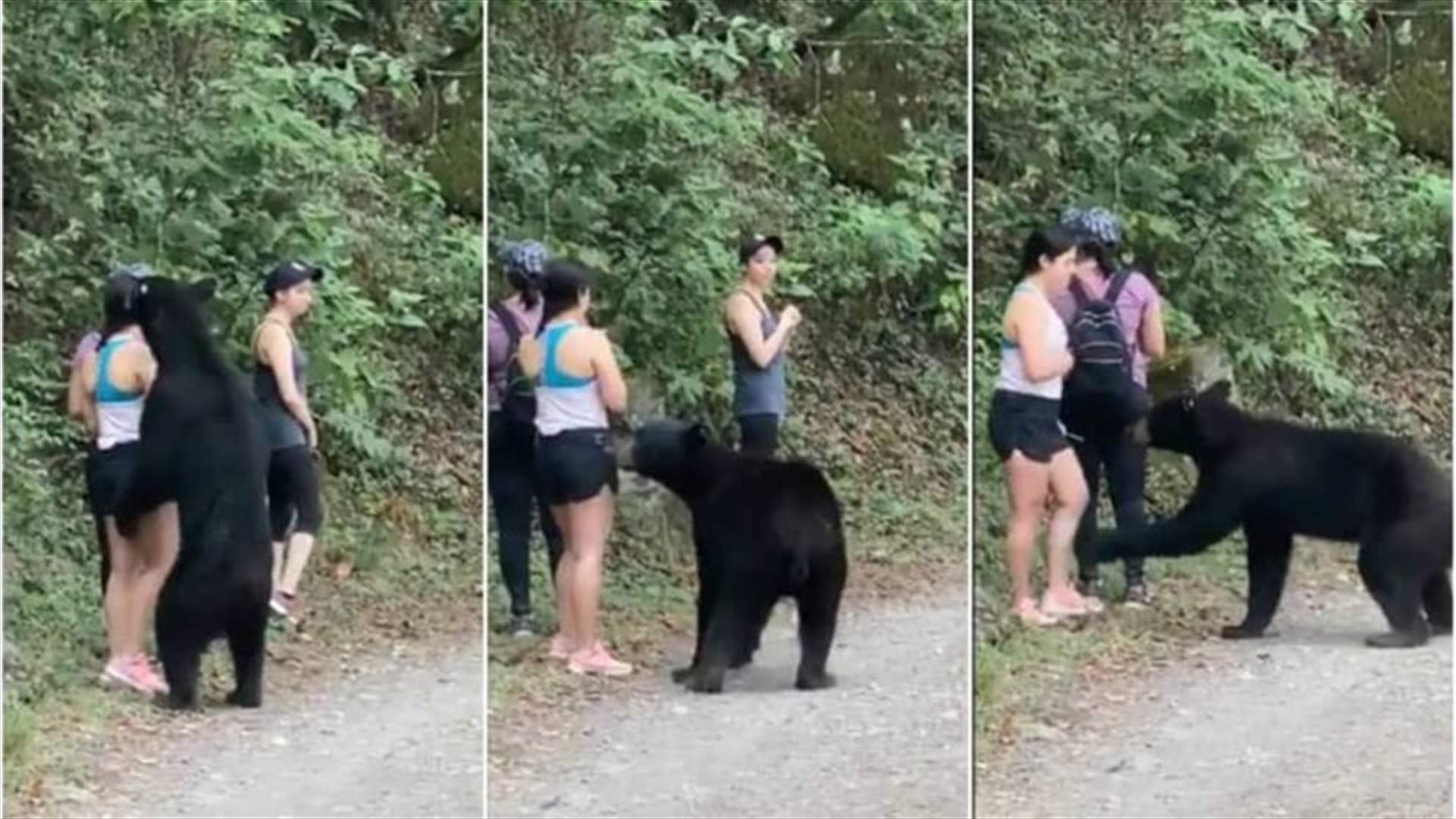 بالرغم من خطورة الموقف... صورة سيلفي مع دب تشعل مواقع التواصل الإجتماعي (فيديو)