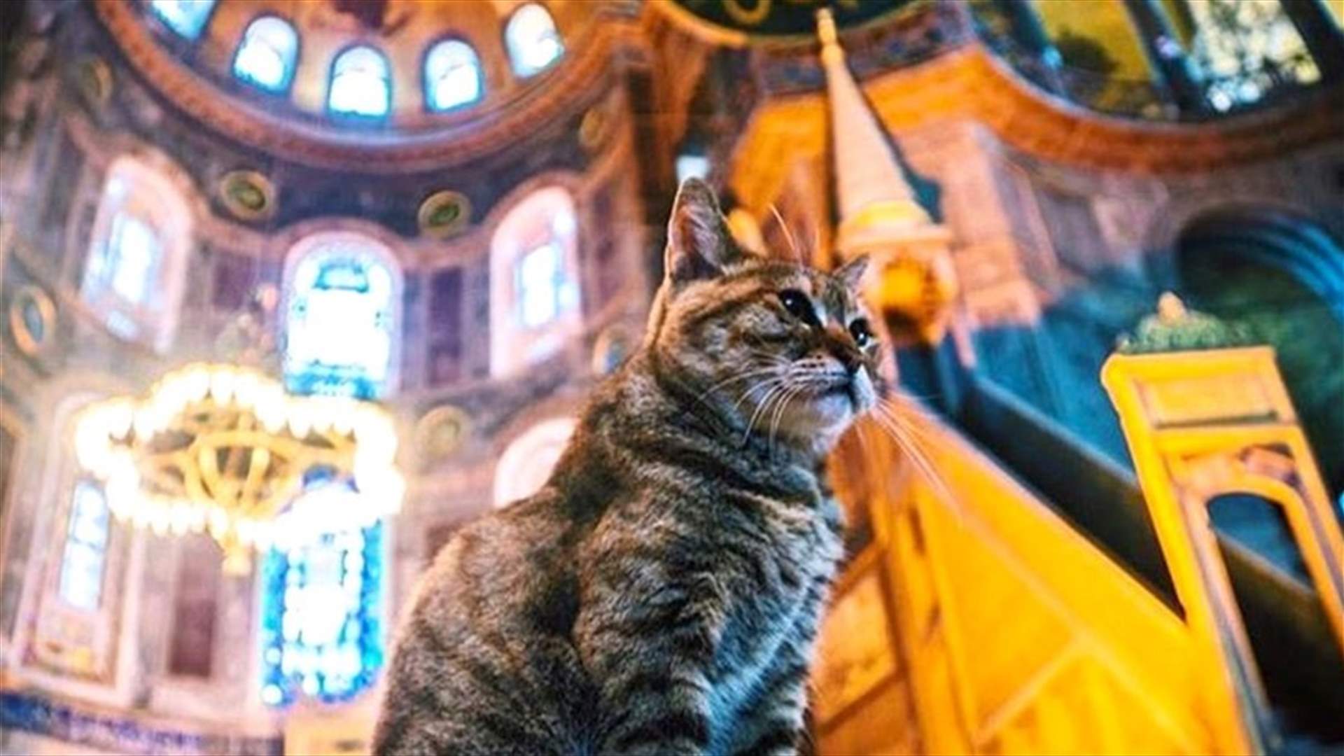 تركيا تسمح للقطة &quot;غلي&quot; المثيرة للجدل بالبقاء في آيا صوفيا رغم تحويلها الى مسجد (صورة)