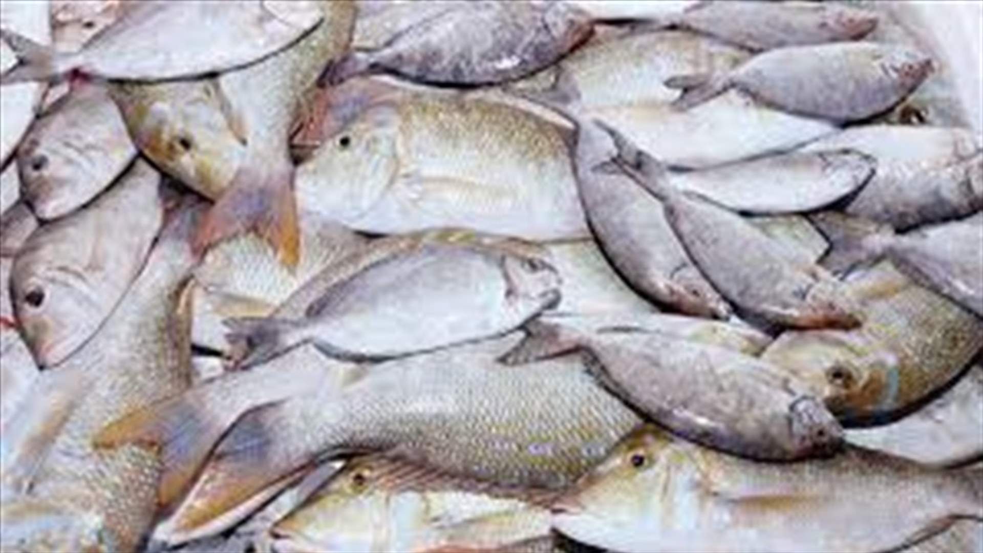 توقيف صياد يبيع أسماكا ملوثة في البقاع الغربي