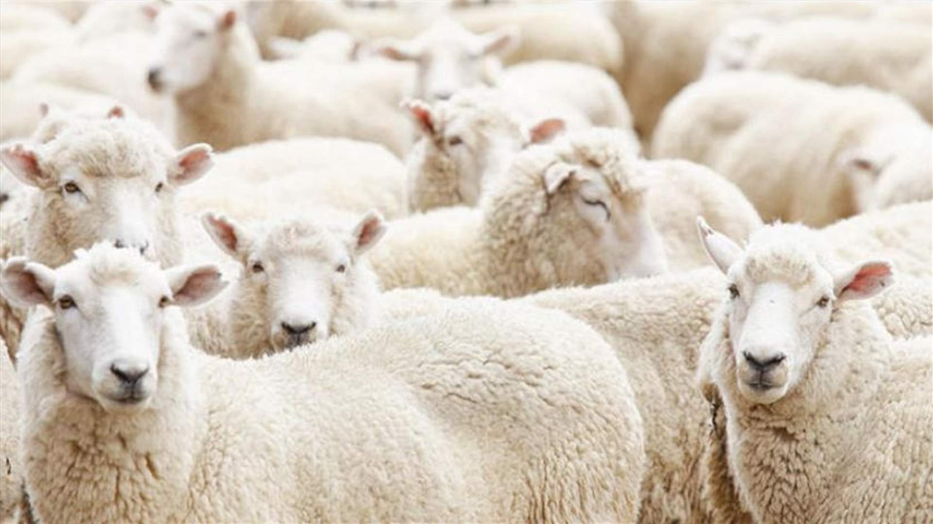 تصدير المواشي إلى قطر: هل يهدّد الأمن الغذائي؟ (الأخبار)