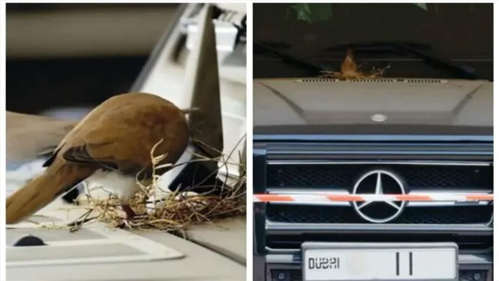 يمامة تضع بيضها على سيارة الشيخ حمدان... وردّ فعله يشعل مواقع التواصل (فيديو)