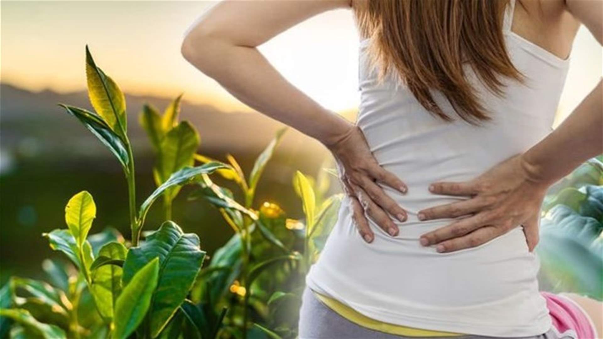 خبراء يكشفون عن أطعمة صحية تحمي من آلام الظهر المزعجة