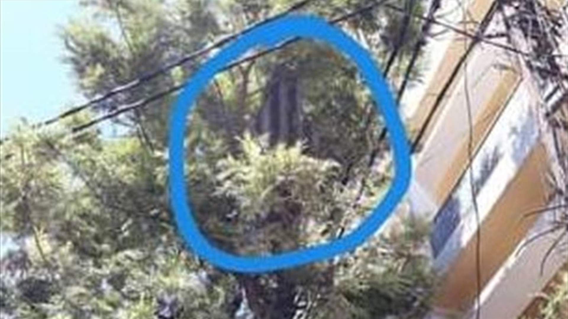 ازالة لوحة اترنيت عن شجرة في مار مخايل