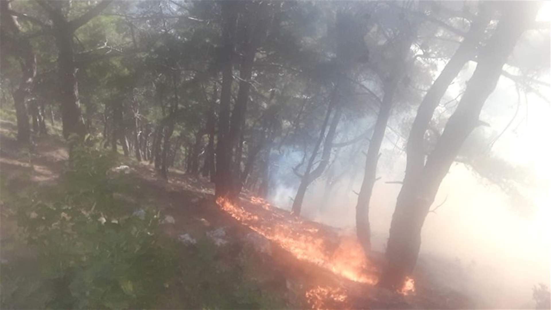 حريق كبير يلتهم حرج صنوبر في جرود عكار العتيقة