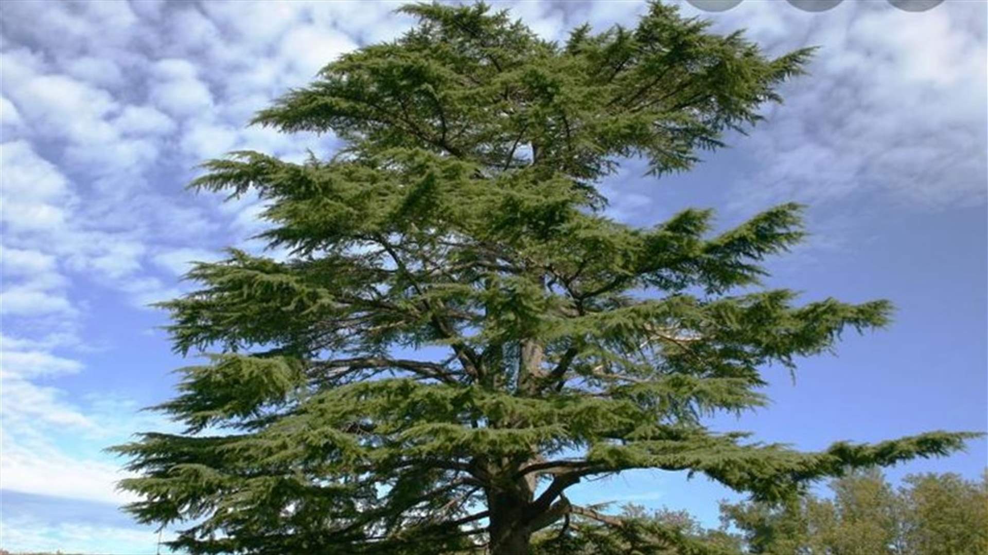مصلحة الأبحاث العلمية تُحضر لزرع &quot;غابة أرز شهداء انفجار مرفأ بيروت&quot;