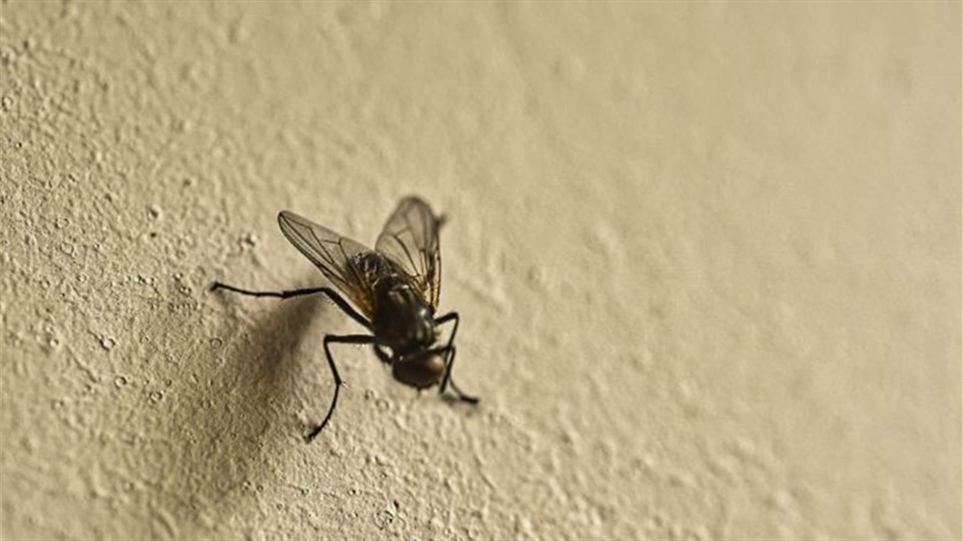 رجل يفجّر جزءاً من منزله عن طريق الخطأ... والسبب طرد ذبابة