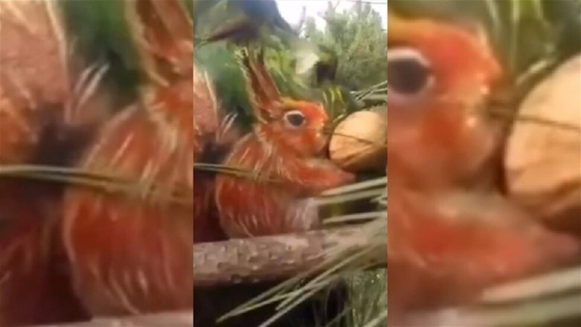 مدرّس صيني يُحوّل وجهه إلى &quot;حديقة حيوان&quot; برسوماتٍ عالية الدقّة (فيديو)