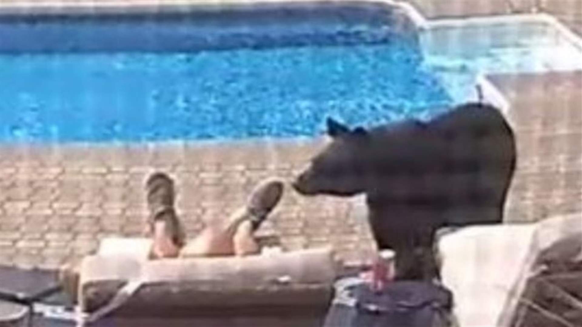 أميركي يتفاجأ بدبٍ بعد استيقاظه من قيلولته أمام مسبح منزله... ماذا حصل بعدها؟ (فيديو)