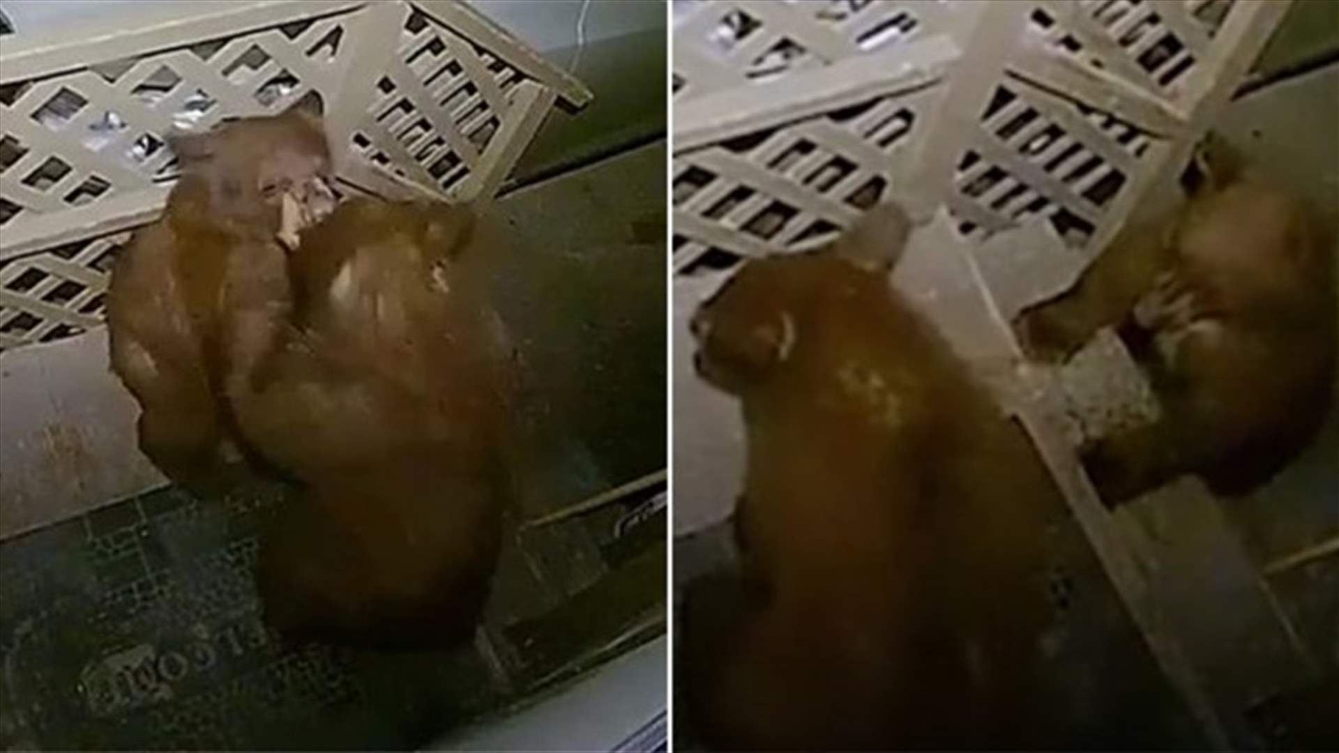 صدمة كبيرة عاشتها عائلة... كاميرا المراقبة رصدت 3 دببة أمام باب المنزل! (فيديو)