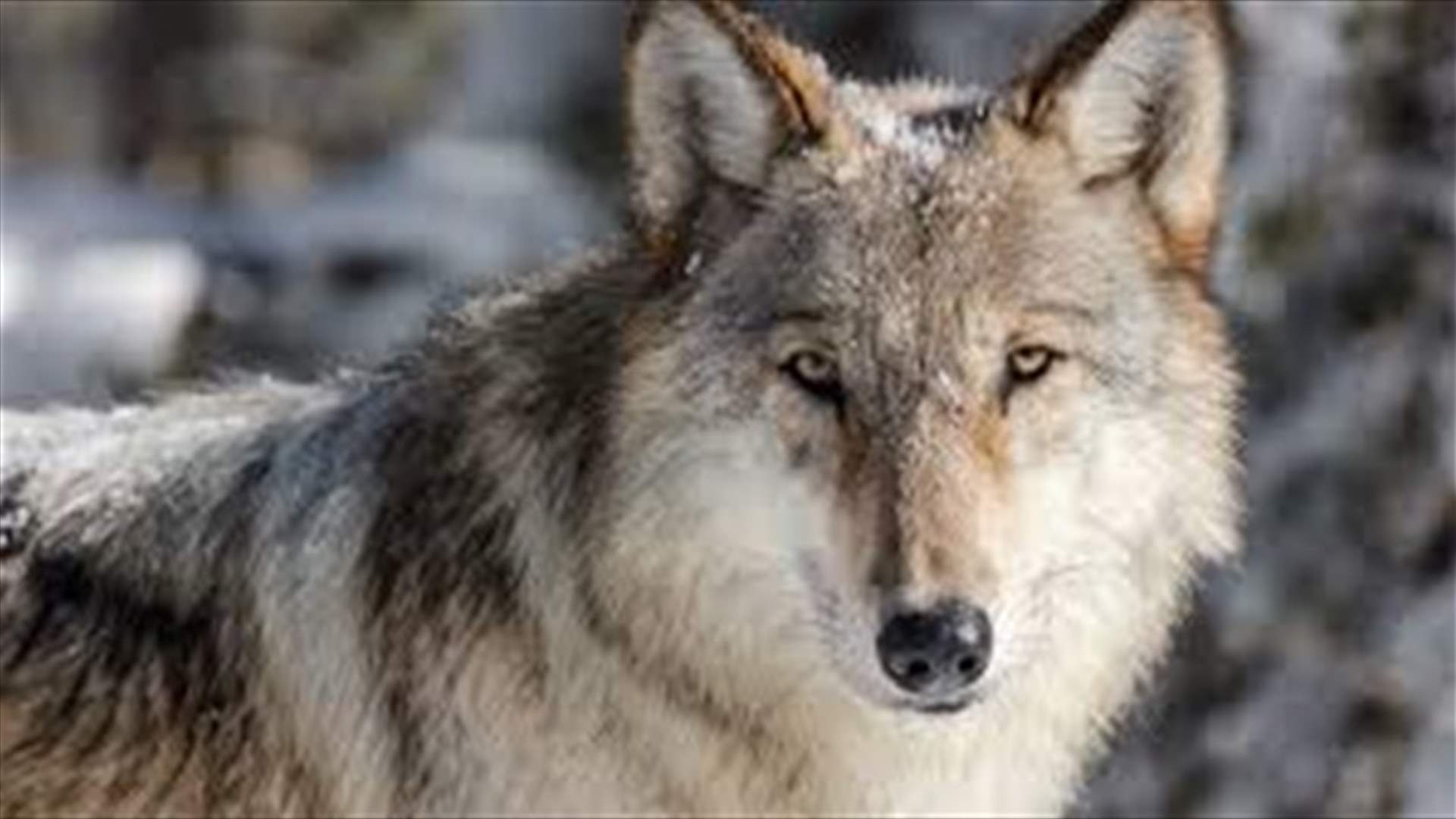 في سوريا... شابّان أنقذا رضيعاً من بين أنياب ذئبٍ بعد معركة دامية (صور)