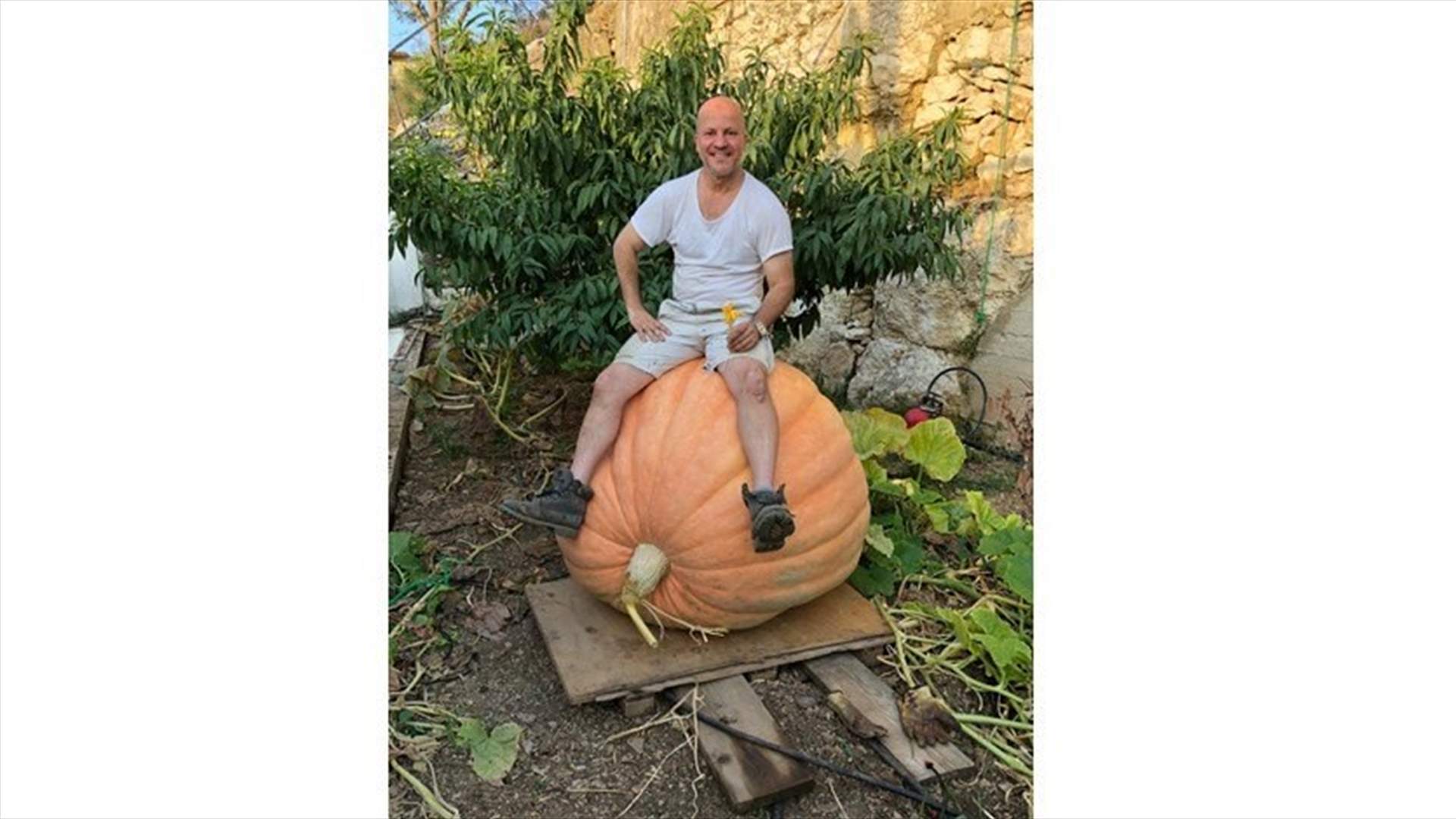Huge pumpkin found in Aley-[PHOTOS]