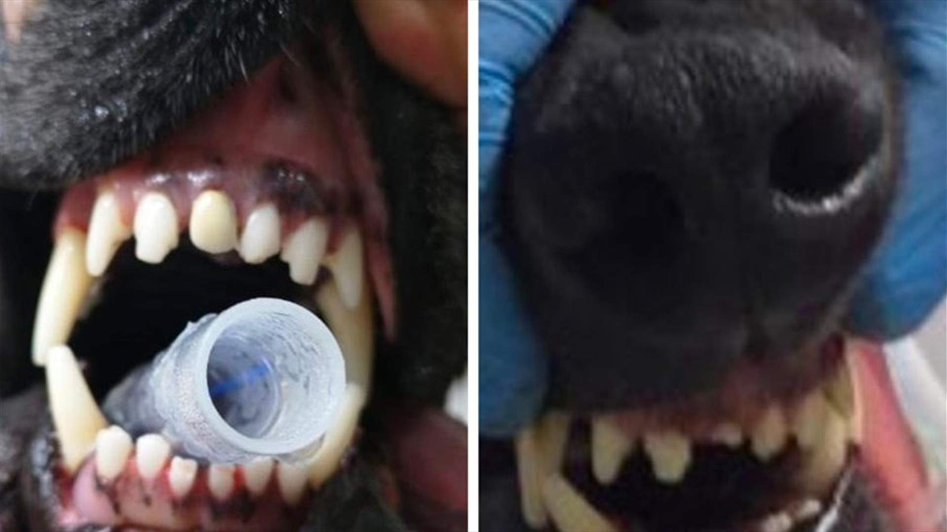 نجاح أول عملية زرع أسنان لكلب في لبنان