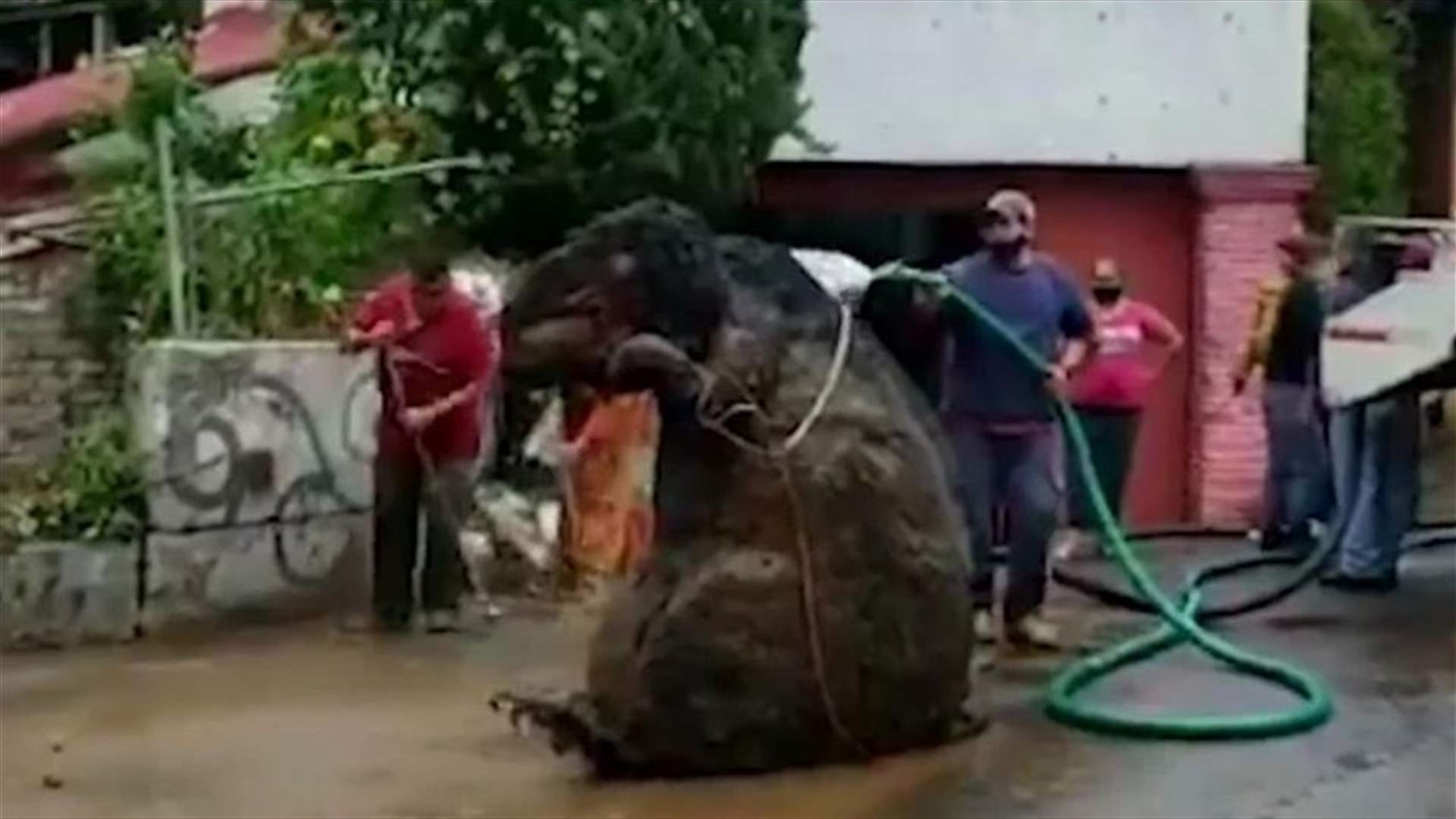 العثور على جرذ عملاق بحجم سيارة... إليكم التفاصيل