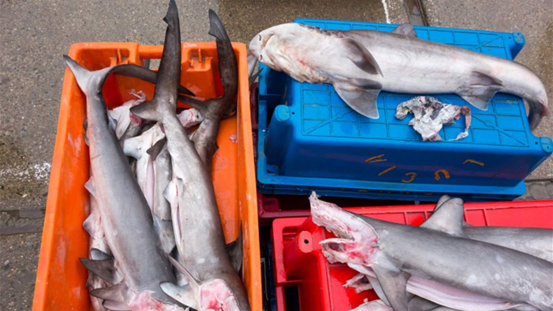 Peru seizes 11 tonnes of illegal shark meat