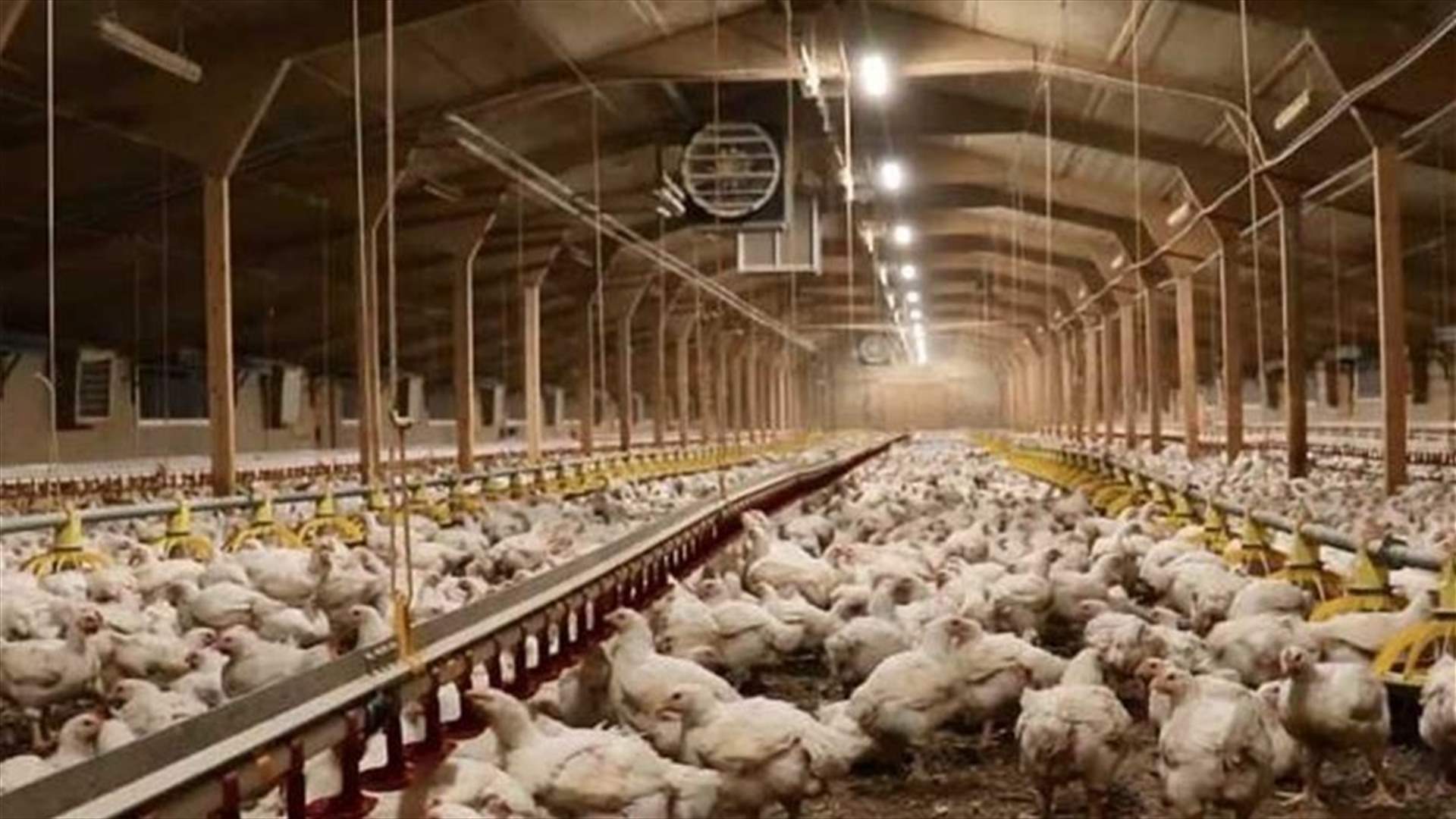 نقابة الدواجن: خفض الاسعار الى المستويات المطلوبة هو قرار لافلاس القطاع