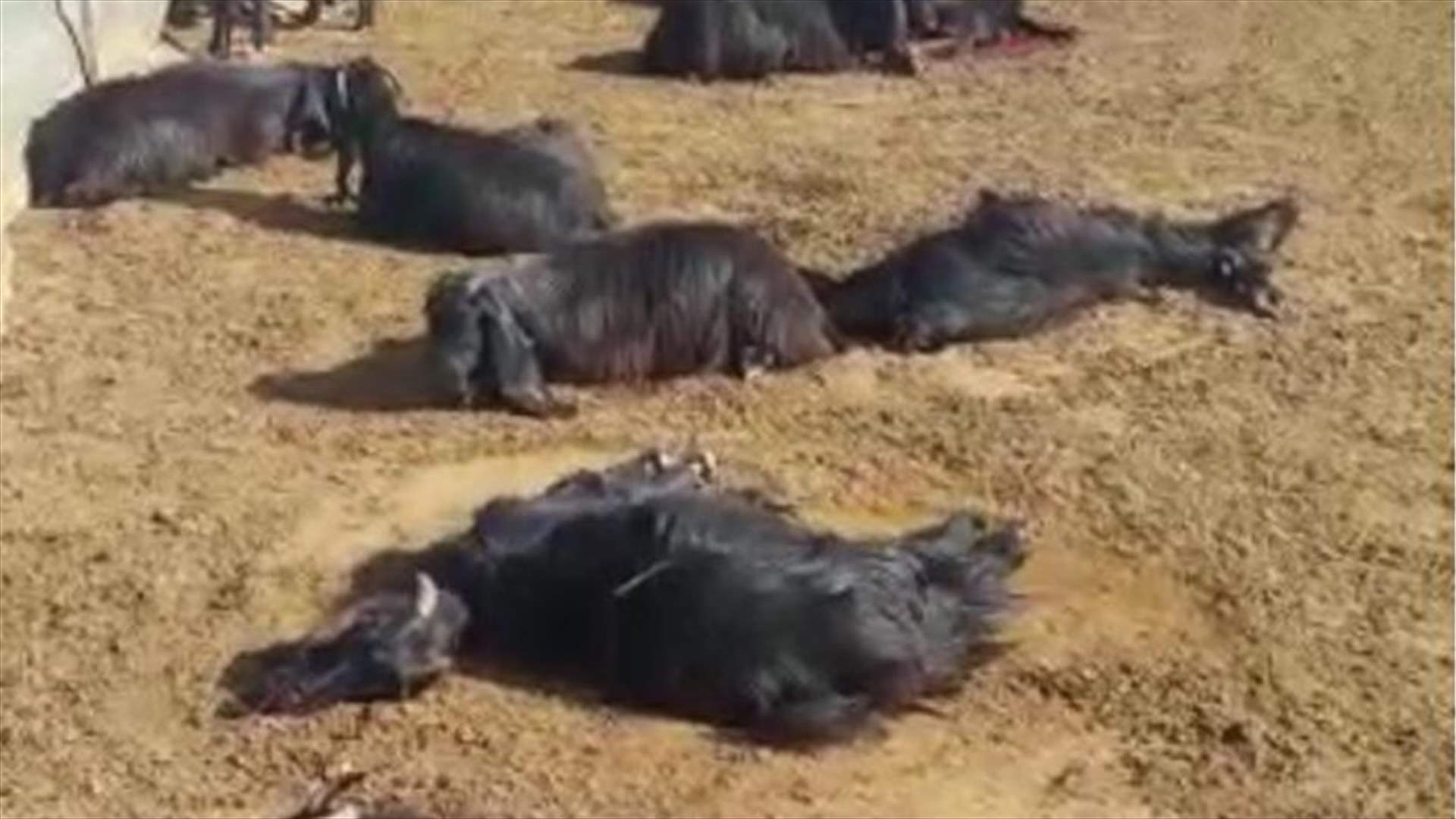 نفوق حوالي ١٠٠ رأس ماعز في بلدة مشغرة - البقاع الغربي ووزارة الزراعة باشرت التحقيقات