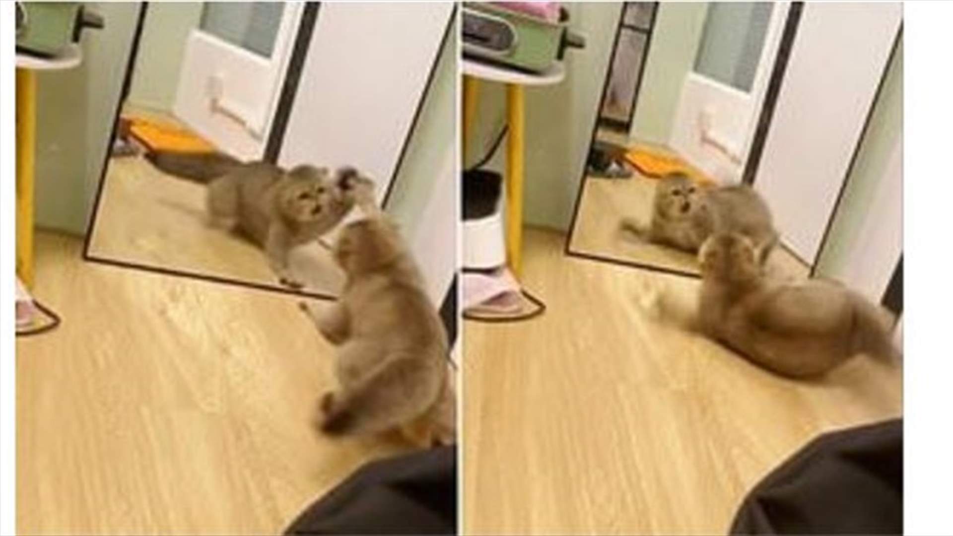 فيديو مضحك لهرة... دخلت في &quot;عراك&quot;مع نفسها بعد انعكاس صورتها في المرآة!