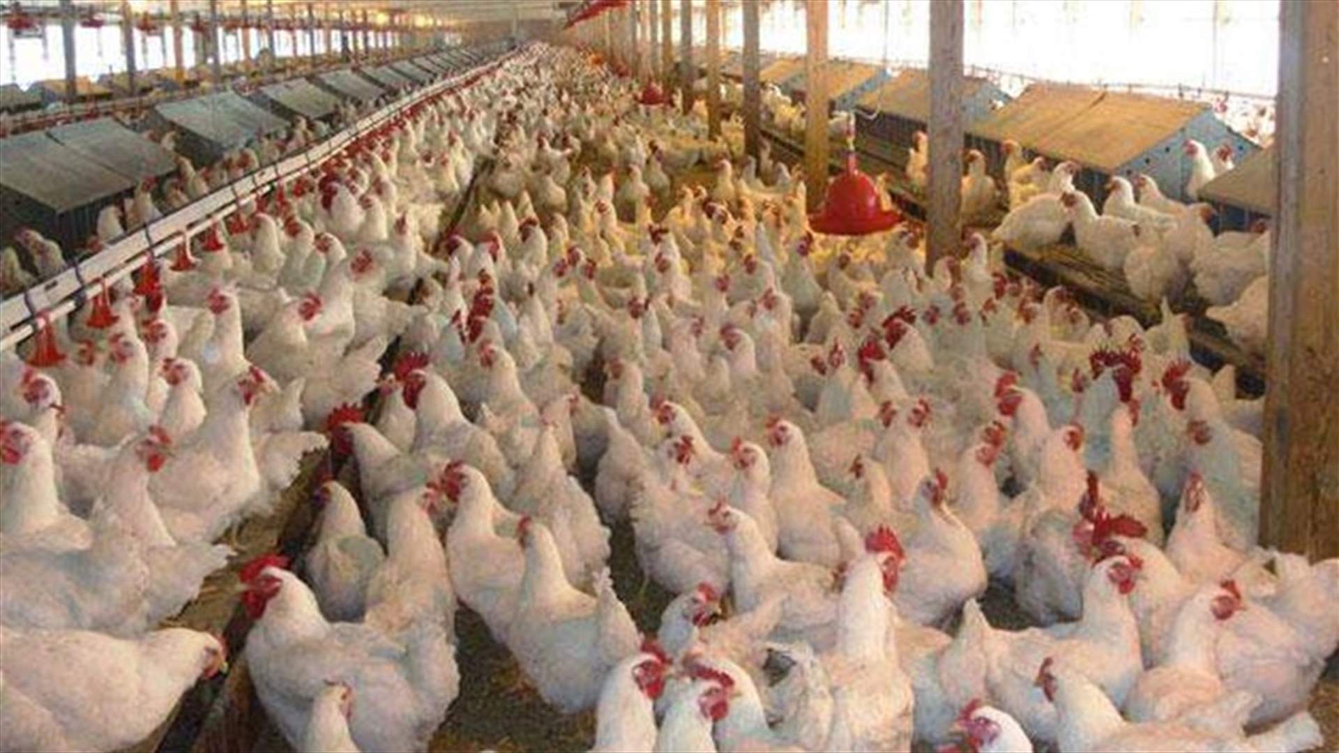 رئيس نقابة مربي الدواجن أمل من وزير الزراعة الغاء قرار أذونات استيراد لحوم الدواجن