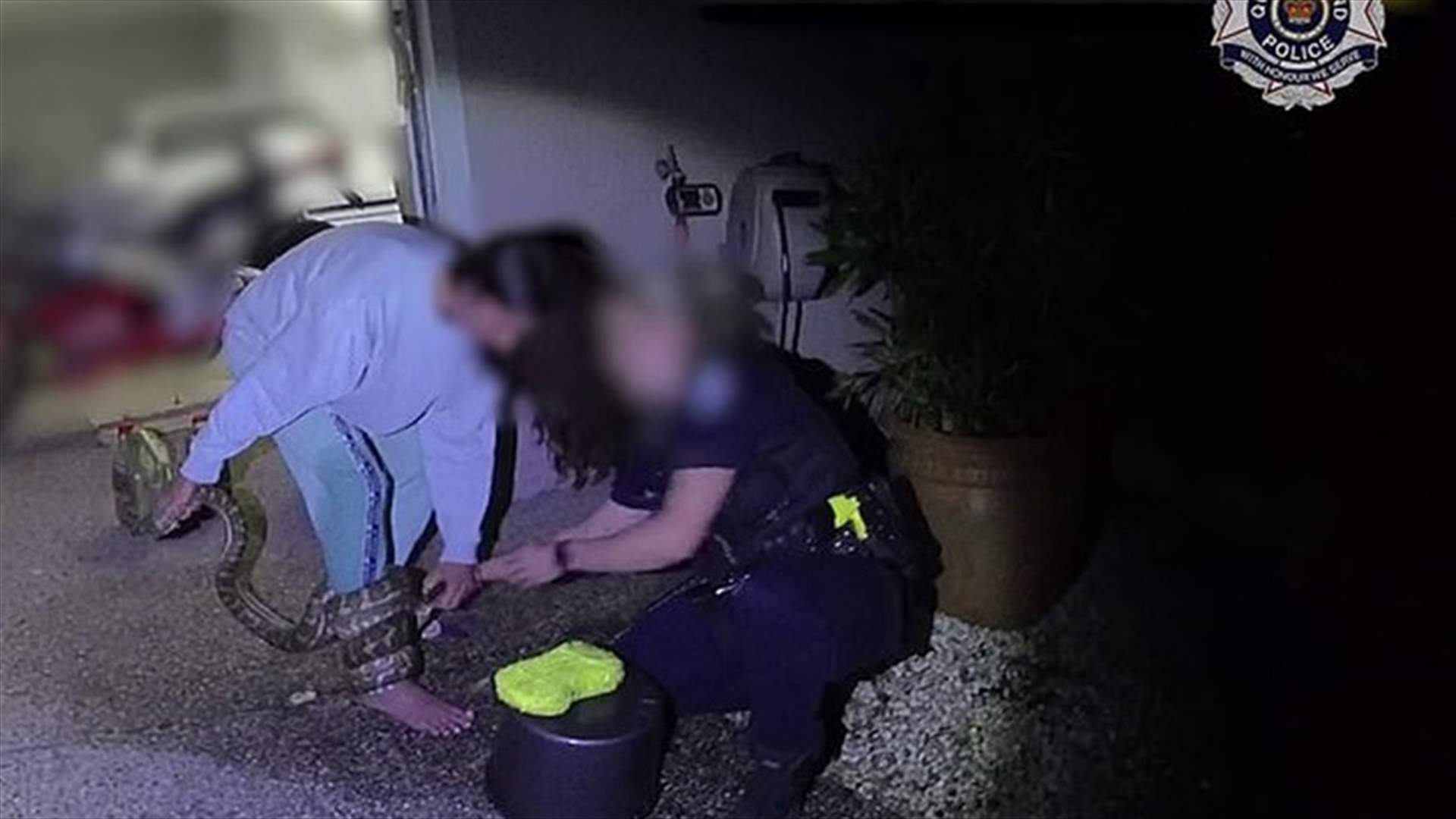 بعد أن حاولت مساعدته... ثعبان يهجم على امرأة ويلتف حولها (فيديو)