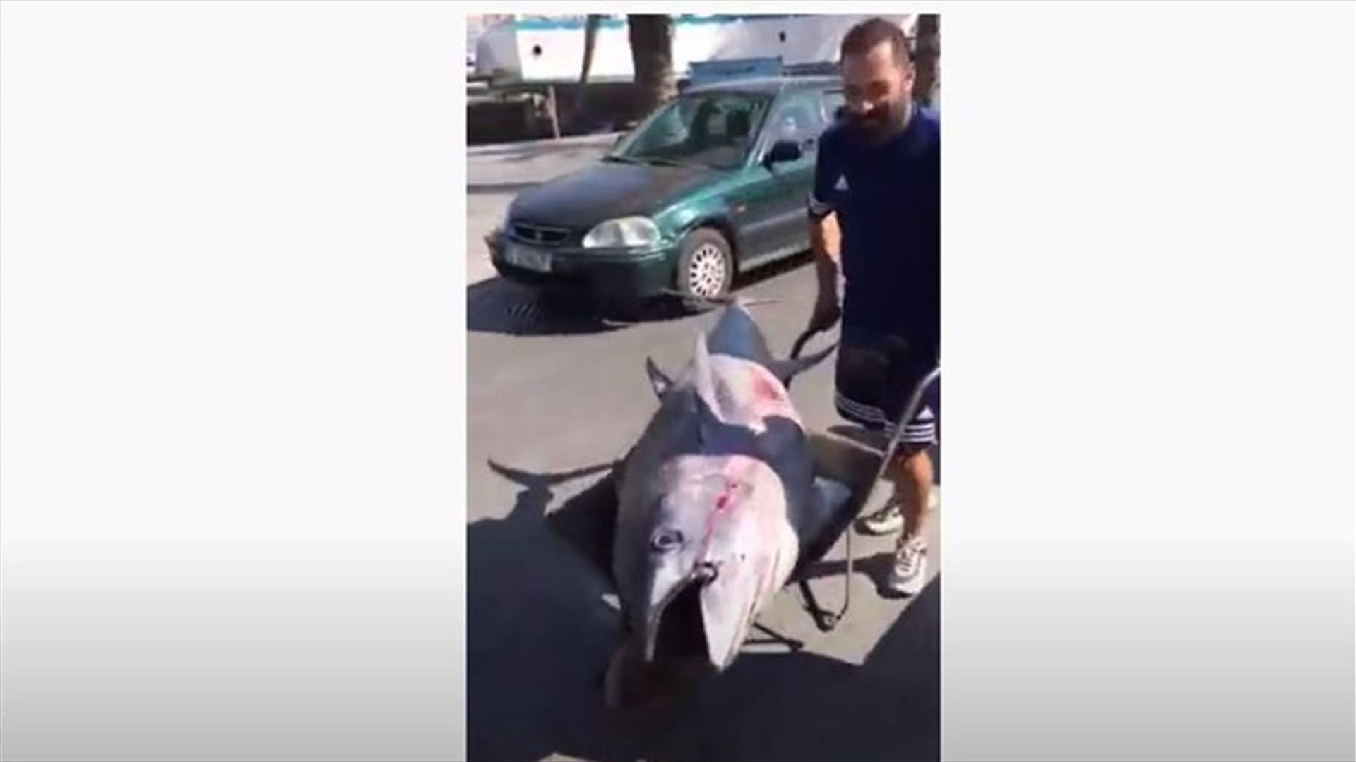 اصطياد سمكة "تونا" عملاقة في صور (فيديو)
