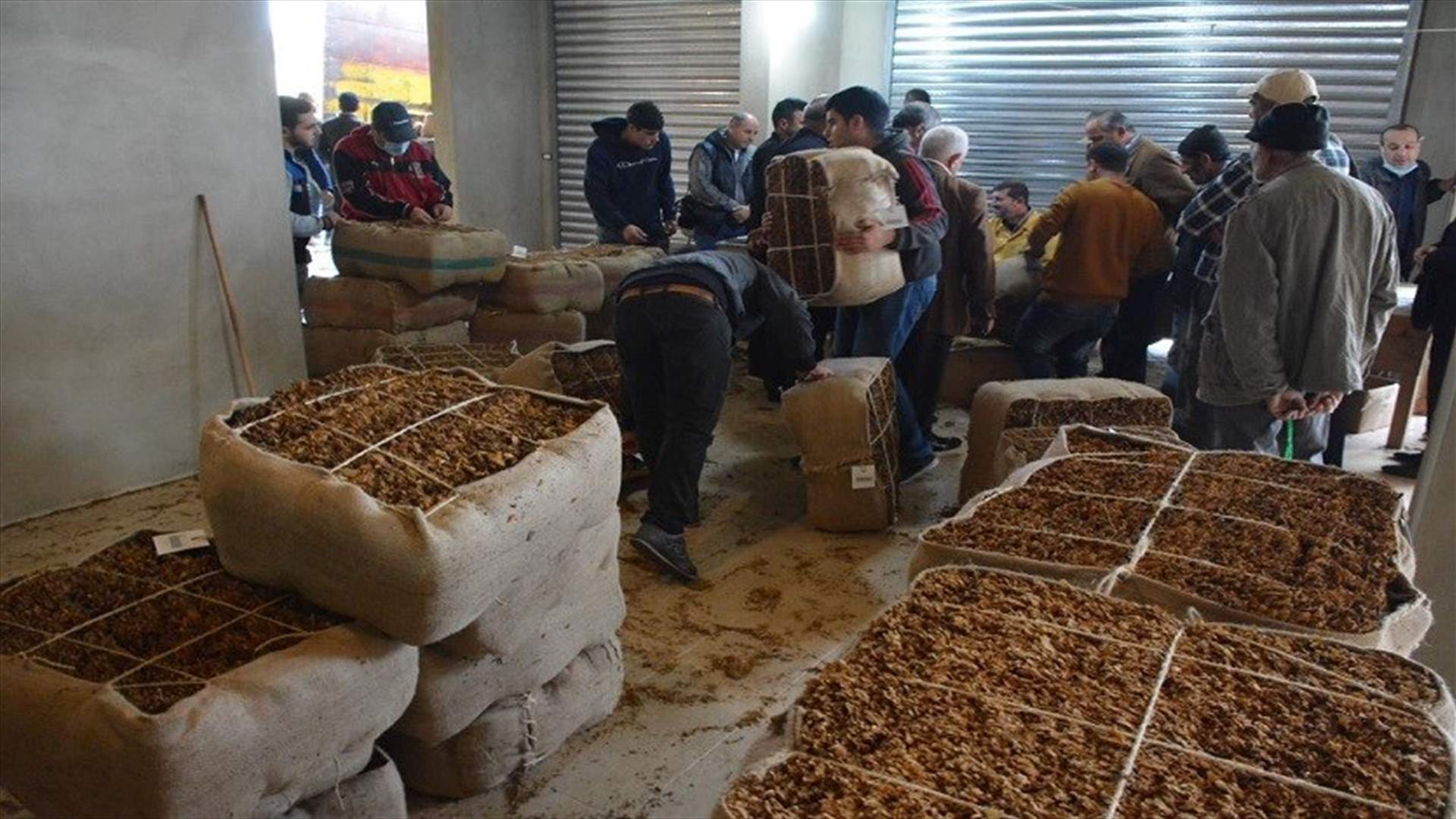 مزارعو ميس الجبل يطالبون برفع أسعار محصول التبغ 150%