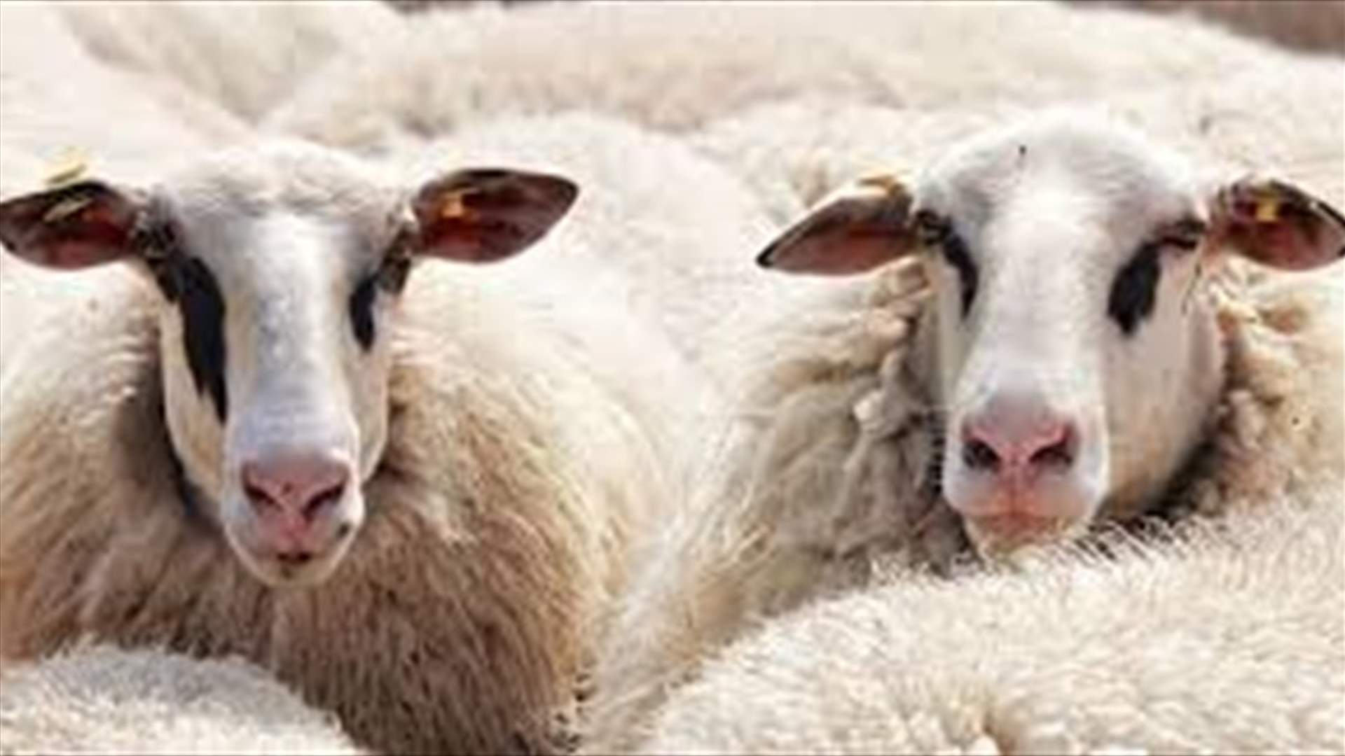 مسلحون سرقوا 4 رؤوس غنم وهاتفًا خلويًا في عين بورضاي بعلبك