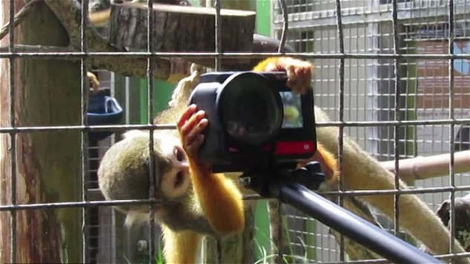 زائر حديقة حيوانات يتعرّض لموقف طريف... قرد أمسك بكاميرته الخاصة! (فيديو)