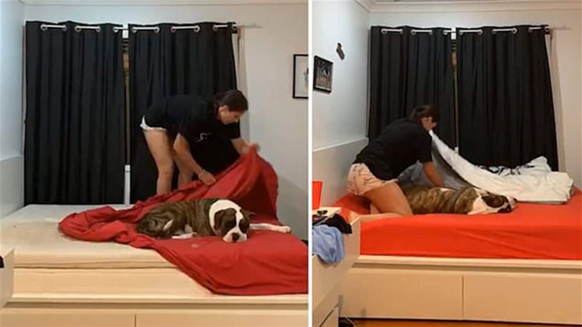فيديو مضحك لكلب كسول يأخذ قيلولة... رفض النزول عن سرير صاحبته أثناء ترتيبه!