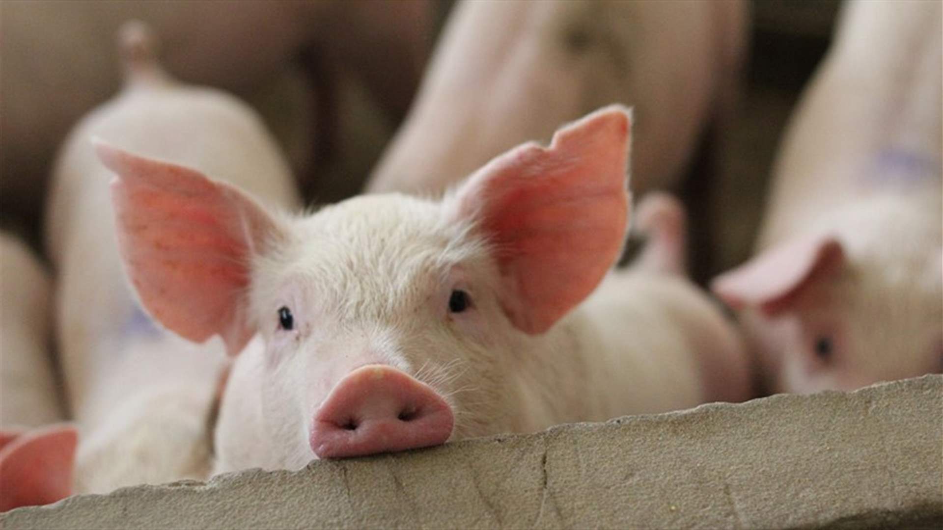 في كندا...أول إصابة بشرية بنوع نادر من إنفلونزا الخنازير &quot;H1N2&quot;