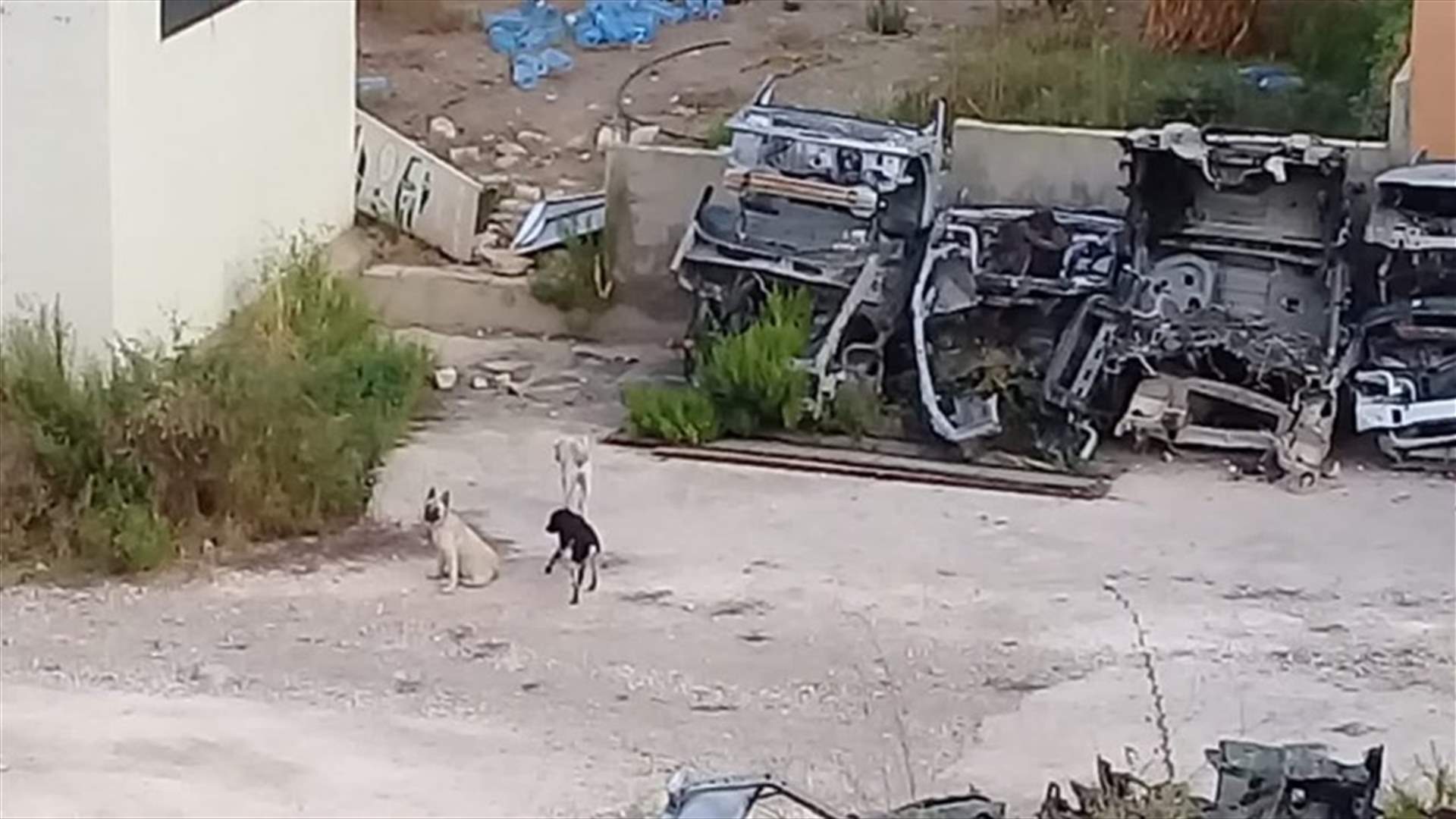 سكان تول شكوا ظاهرة الكلاب الشاردة وحرق النفايات