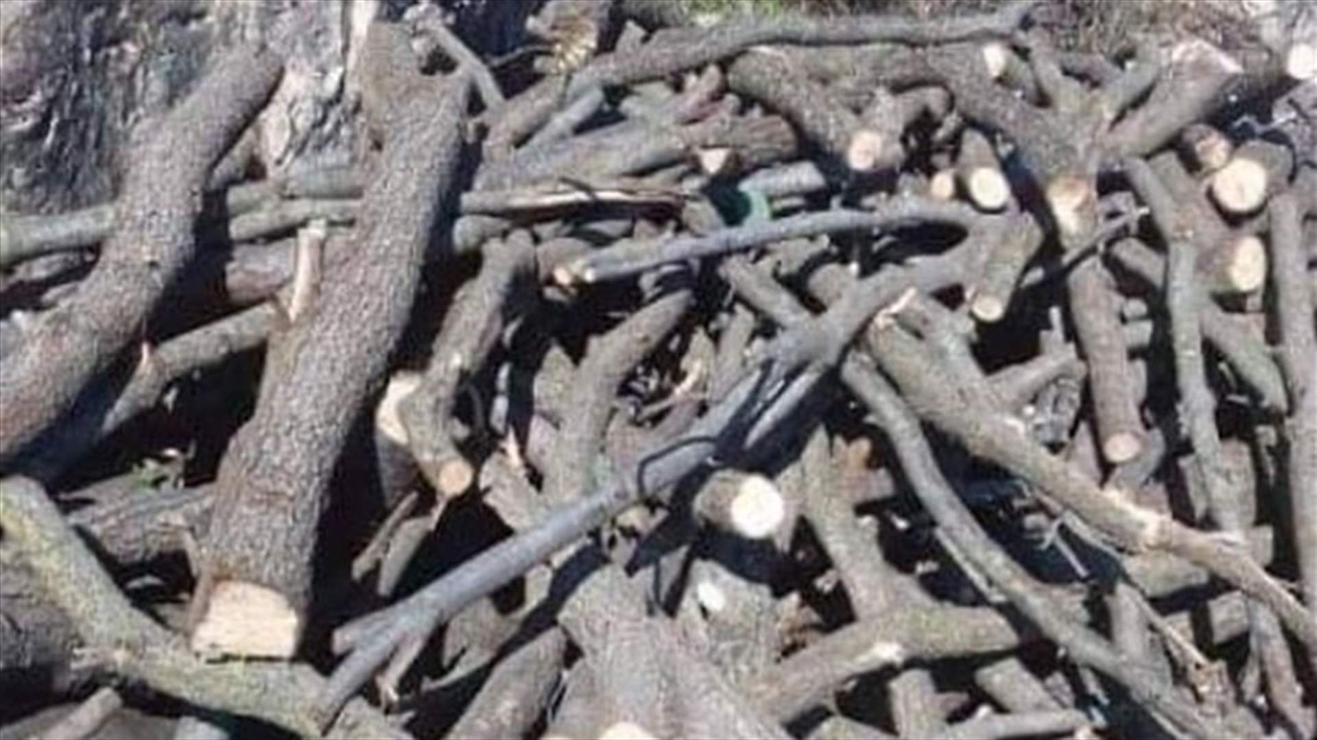 مجهولون اقتطعوا 15 طنا من الحطب في غابة عفص العكارية