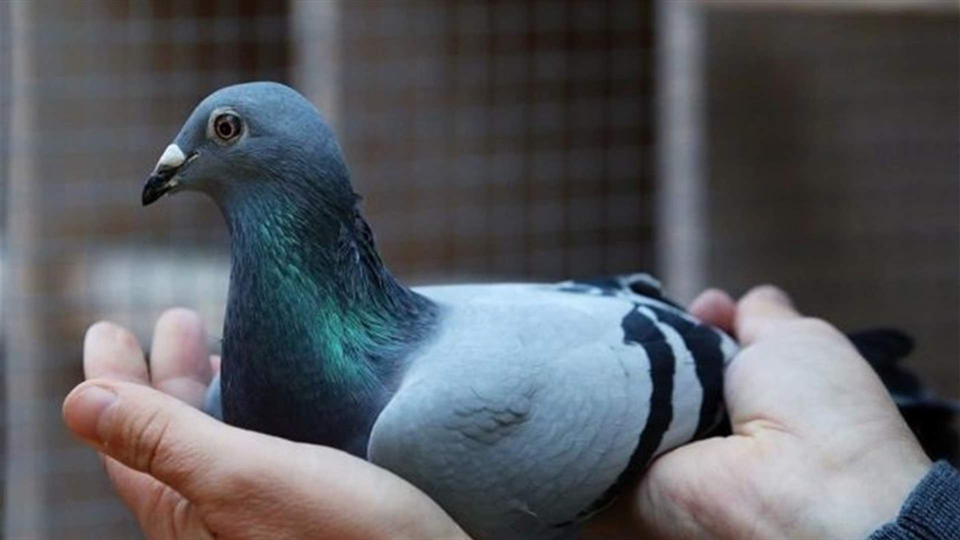 أغلى حمامة في العالم... تحطم الرقم القياسي وتباع في مزاد مقابل مبلغ خيالي