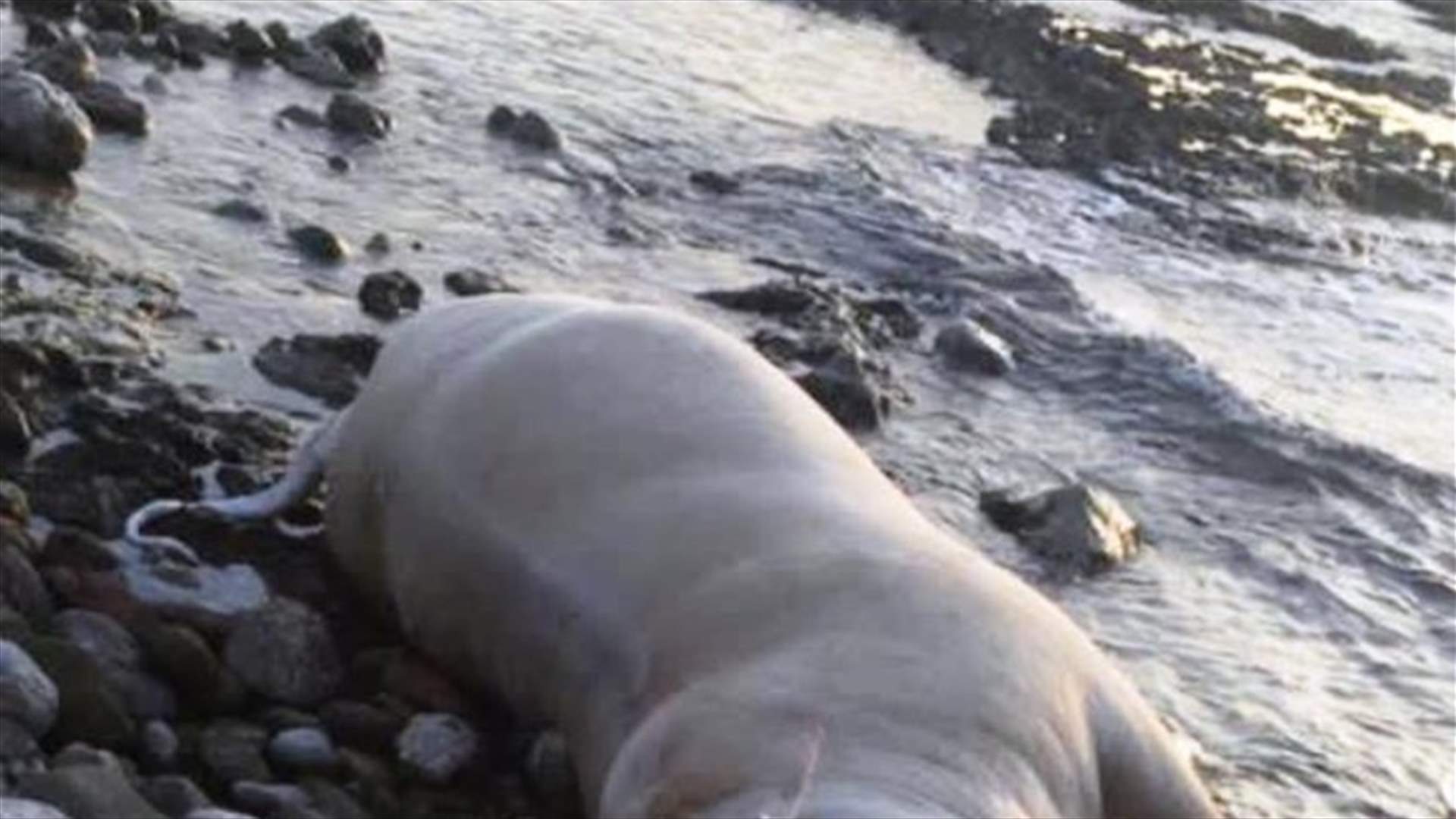 Dead cow washed ashore in Amchit
