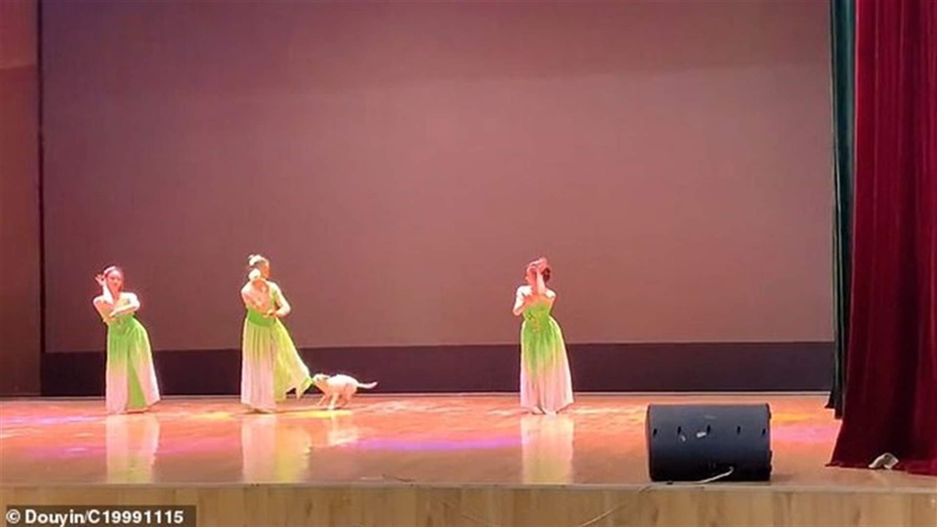 فيديو طريف ... كلب ينضم إلى راقصات على المسرح في الصين (فيديو)