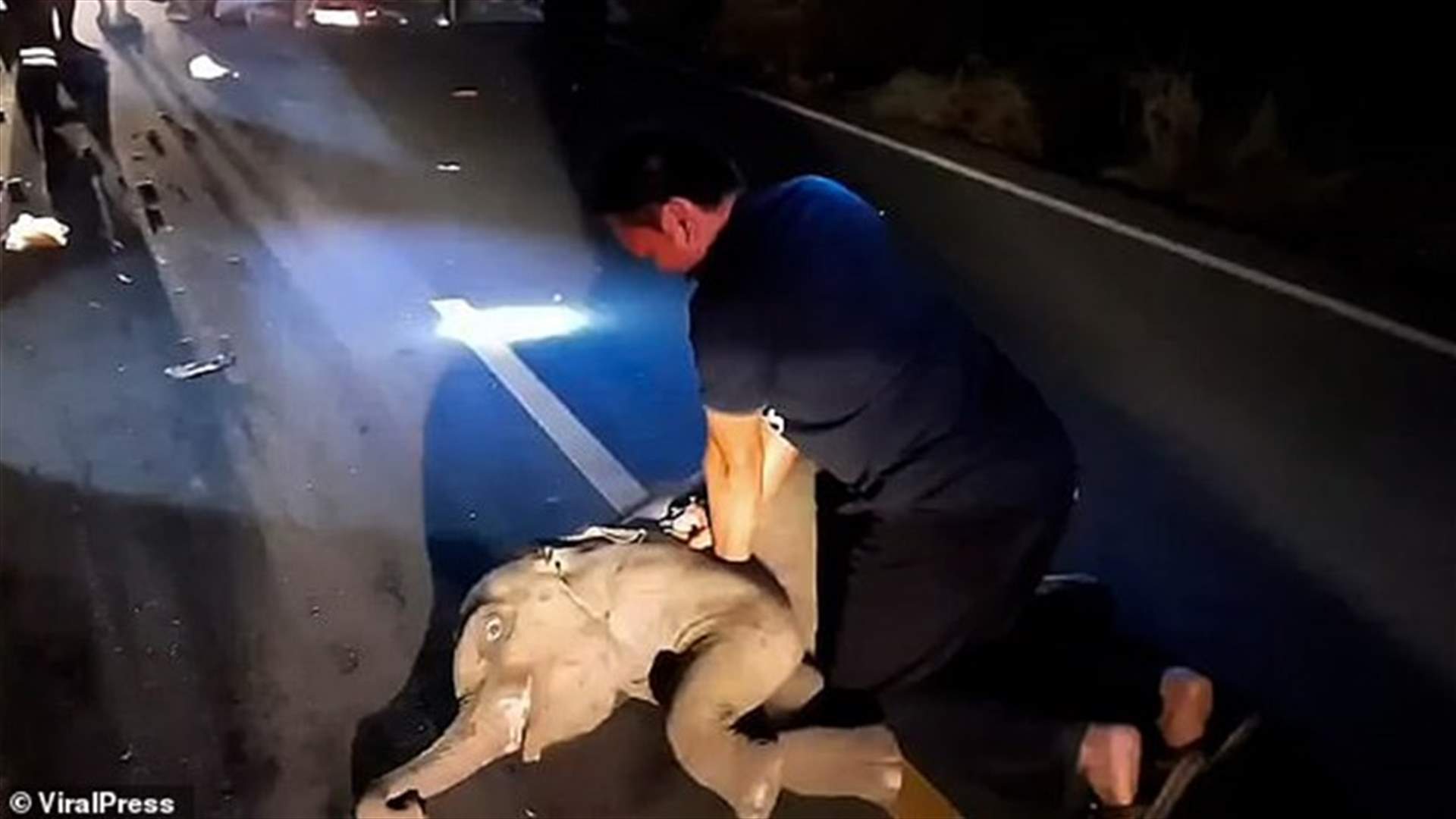 مسعف ينقذ فيلاً صغيراً صدمته دراجة نارية في تايلاند (فيديو)