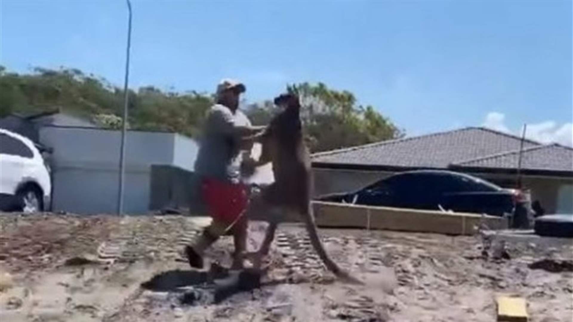 حاول حماية أطفاله... فهاجمه حيوان الكنغر بوحشية (فيديو)