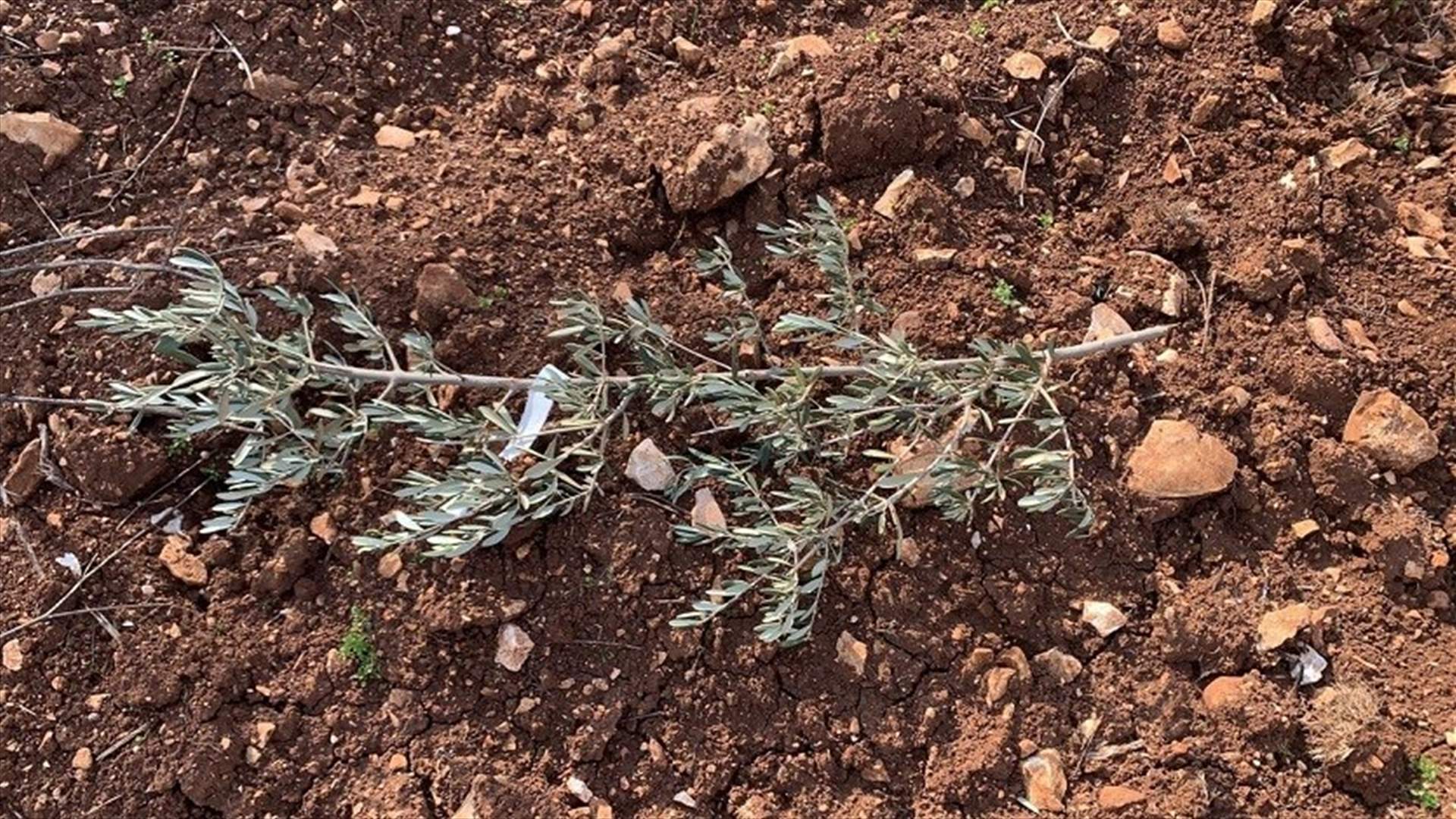 السرقات في البقاع الغربي تطال شتول الزيتون واشجار الصنوبر...