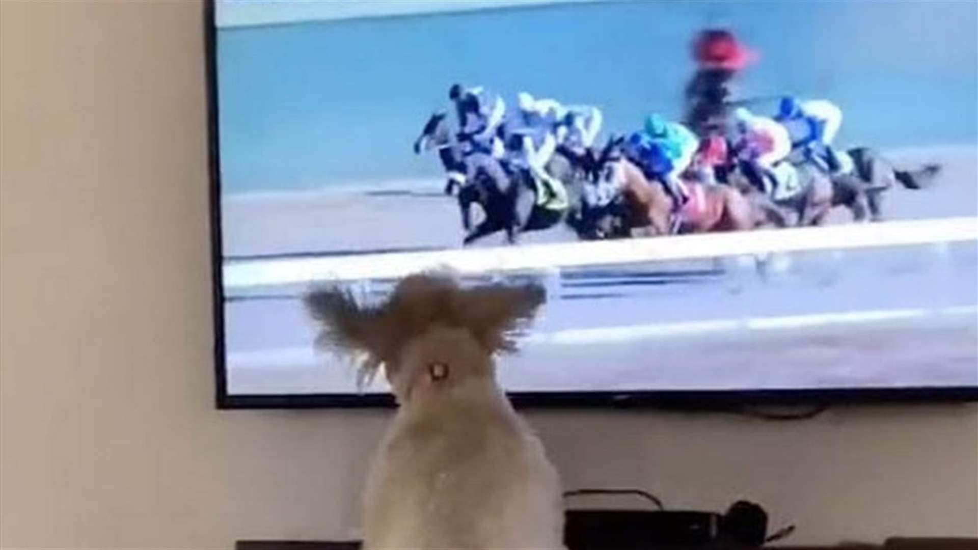 ردّ فعل كلب يشاهد سباق خيول يحصد ملايين المشاهدات (فيديو)
