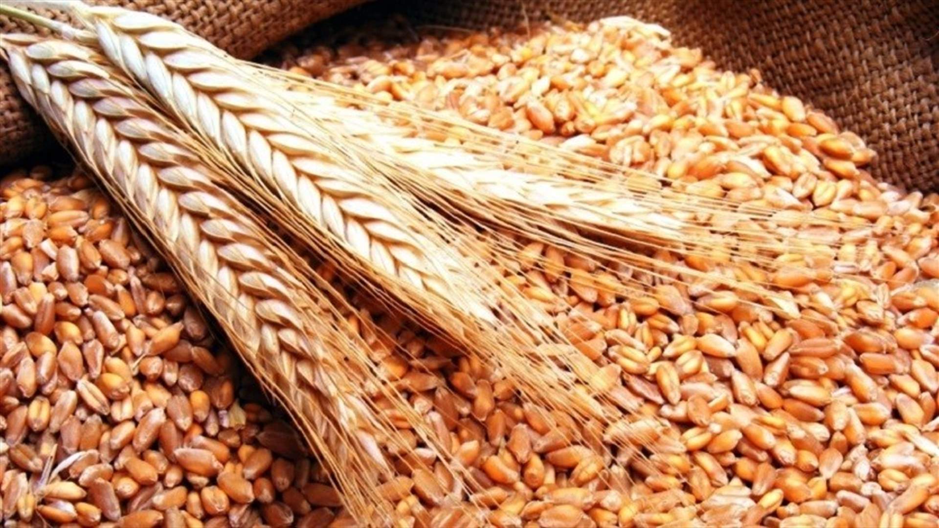 مزارعو الحبوب جنوبا: لعدم شمول القطاع الزراعي بالإقفال