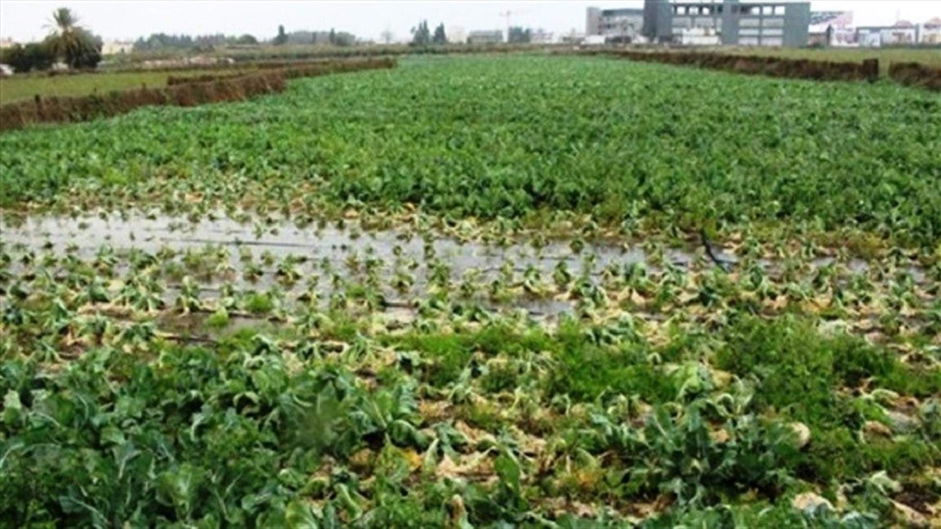 النقابات الزراعية والتصديرية: لاستثناء القطاع من الاقفال