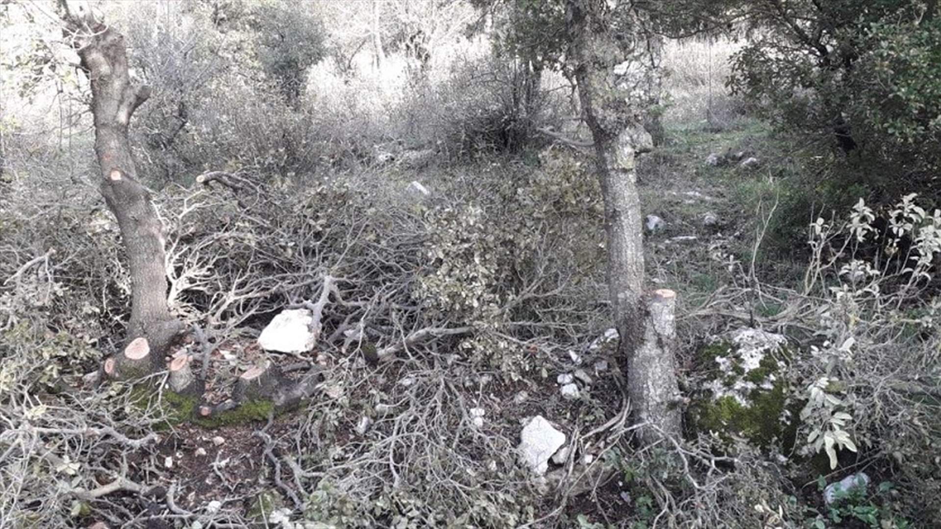 قطع أشجار سنديان معمرة في مشمش - جبيل